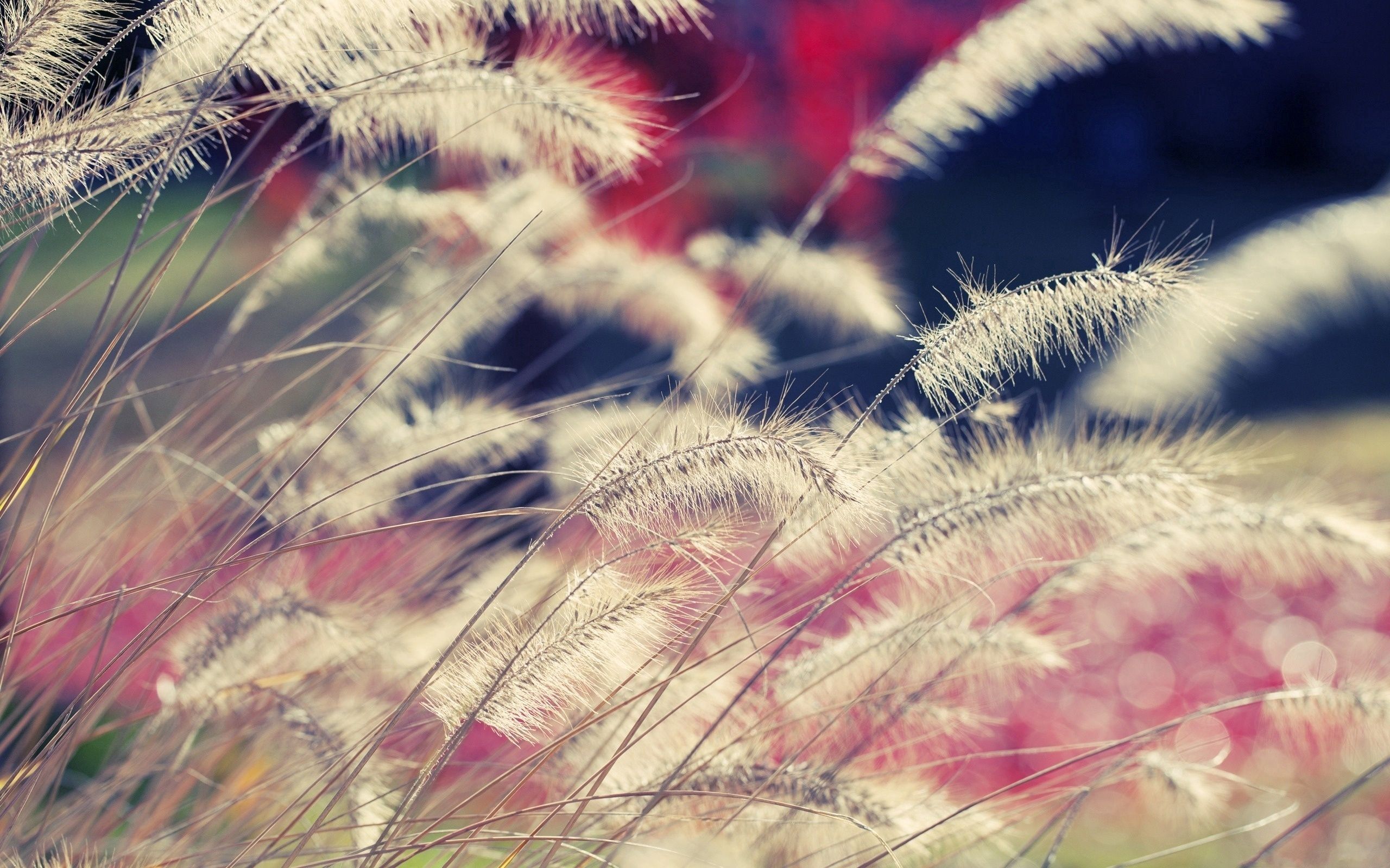 Free download wallpaper Grass, Macro, Dry, Wind on your PC desktop