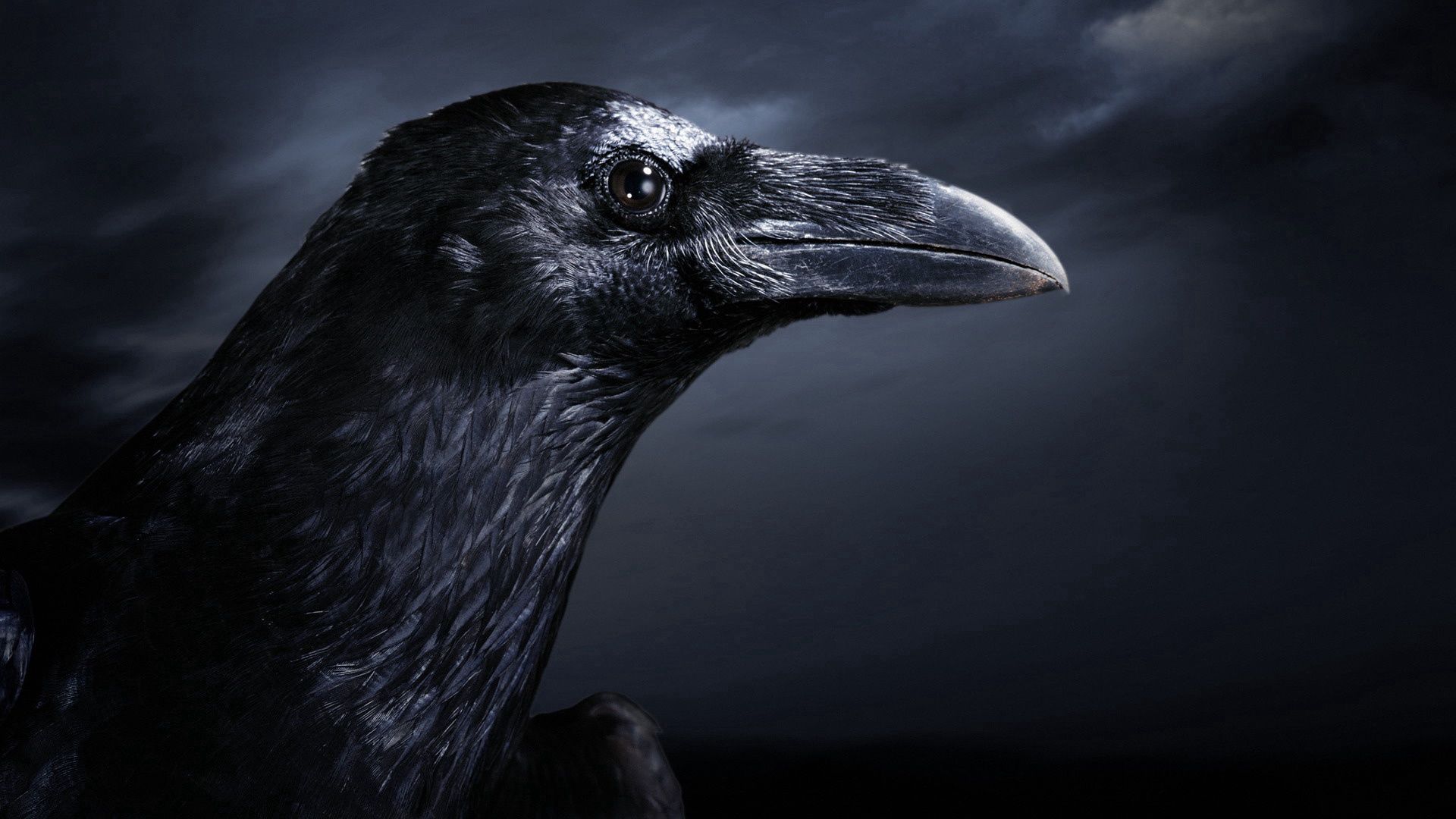 raven, animals, black, bird, beak, profile UHD
