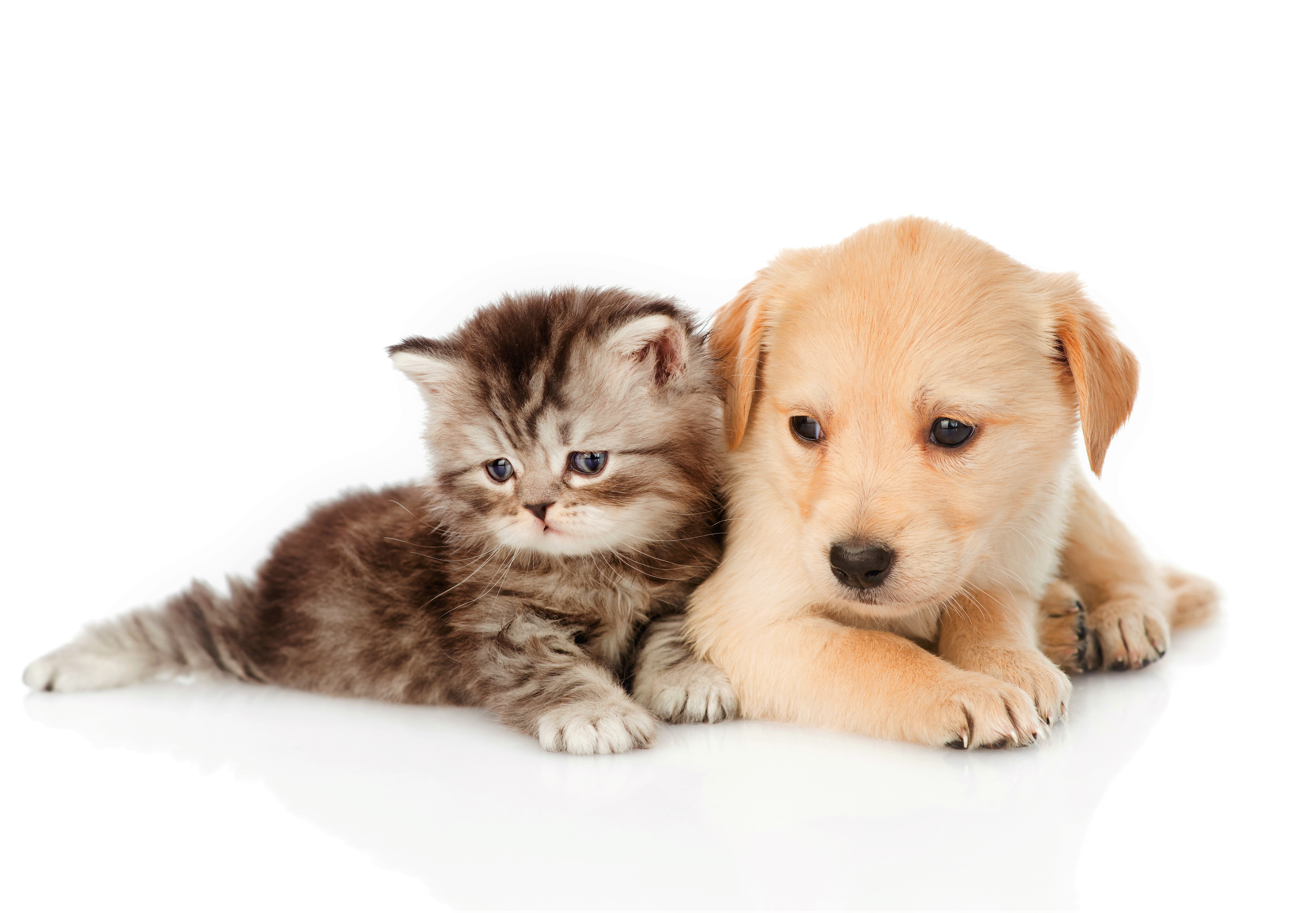 878502 descargar imagen perro y gato, bebe animal, animales, lindo, perro, gatito, cachorro: fondos de pantalla y protectores de pantalla gratis