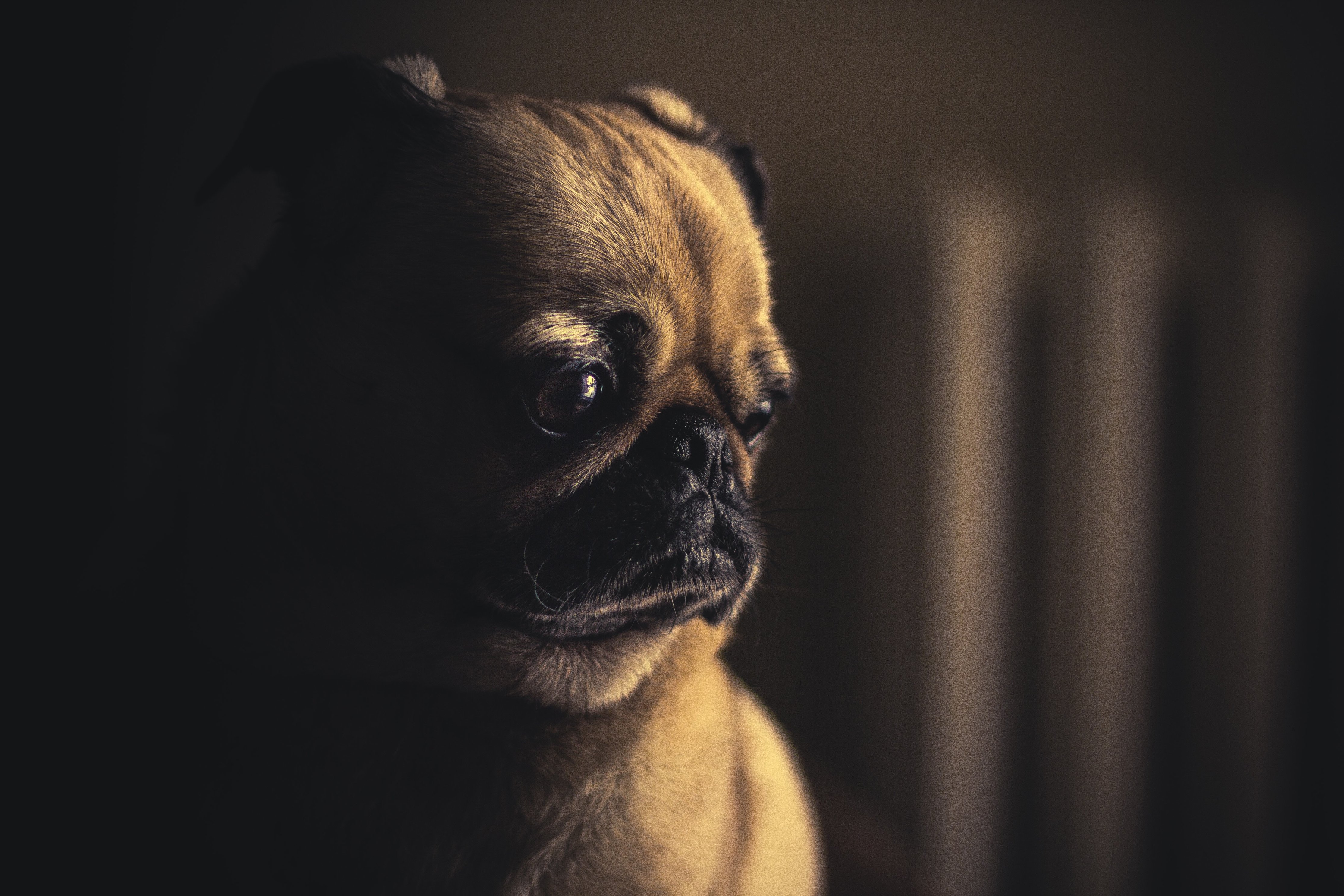 Download mobile wallpaper Muzzle, Opinion, Dog, Sight, Animals, Eyes, Pug for free.