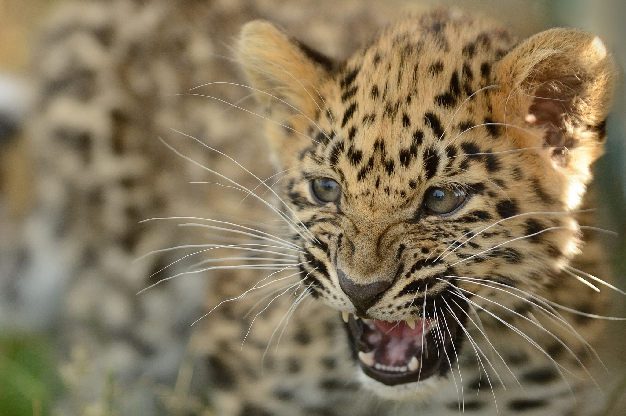 Завантажити шпалери Амурський Леопард на телефон безкоштовно