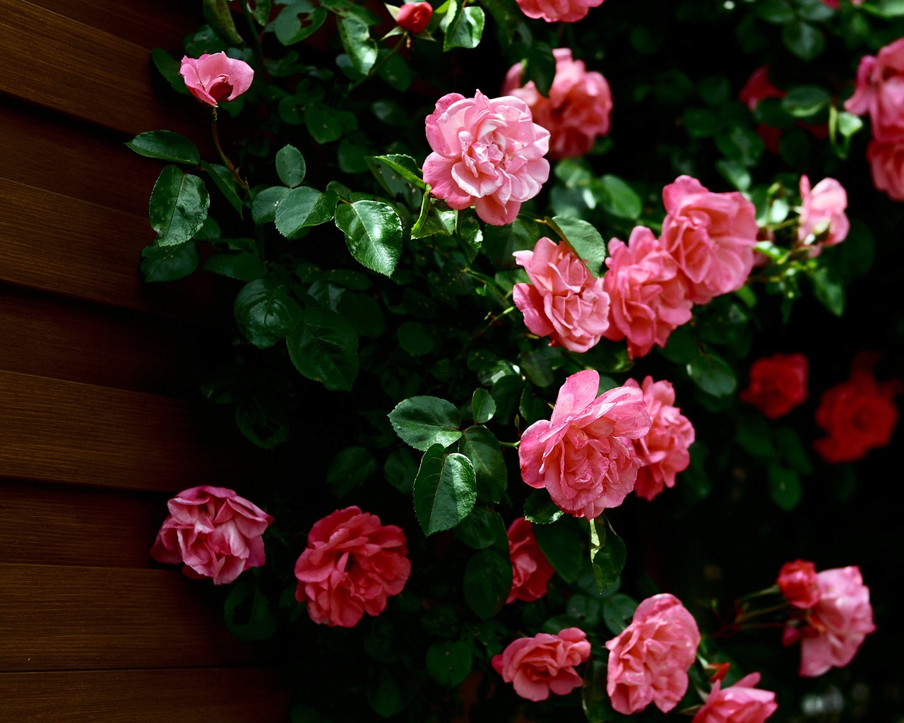 Download mobile wallpaper Flowers, Roses, Plants for free.