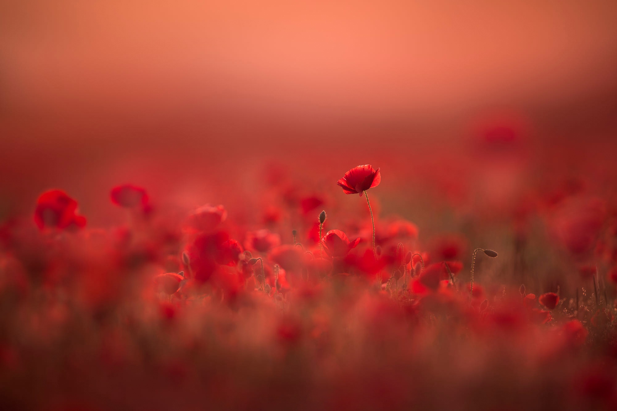 Descarga gratuita de fondo de pantalla para móvil de Naturaleza, Flores, Verano, Flor, Amapola, Flor Roja, Tierra/naturaleza.