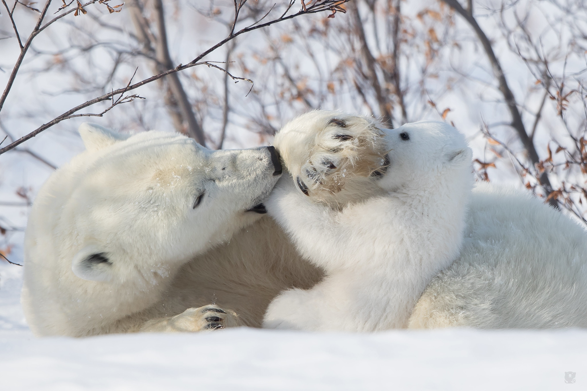 Download mobile wallpaper Bears, Animal, Cute, Polar Bear, Playing, Cub for free.
