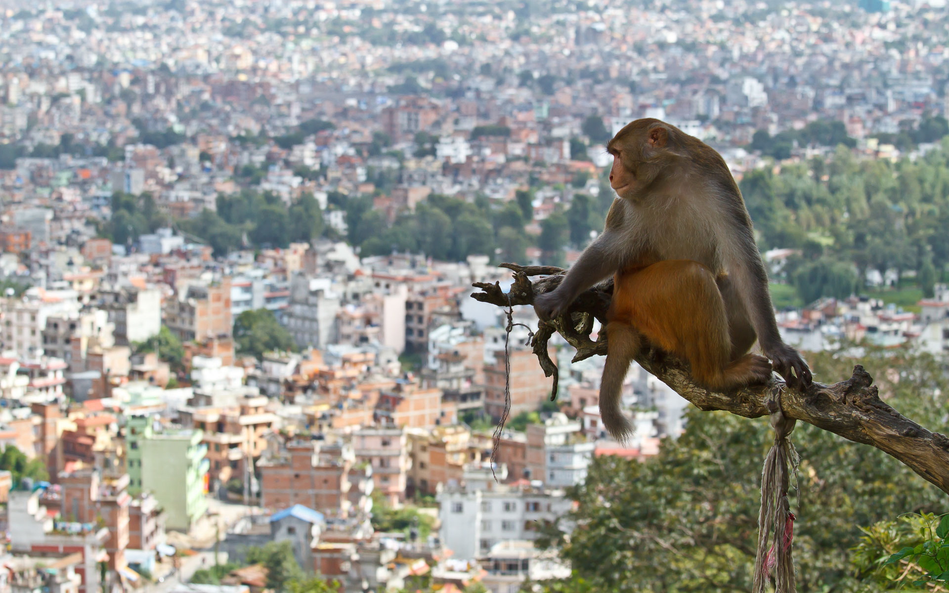 Baixar papel de parede para celular de Macacos, Macaco, Animais gratuito.