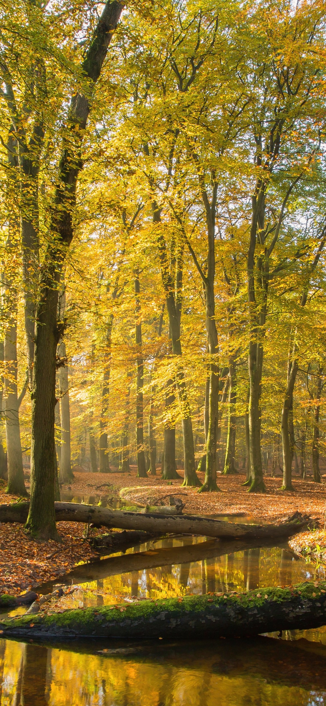 Descarga gratuita de fondo de pantalla para móvil de Naturaleza, Otoño, Rio, Bosque, Tierra/naturaleza.