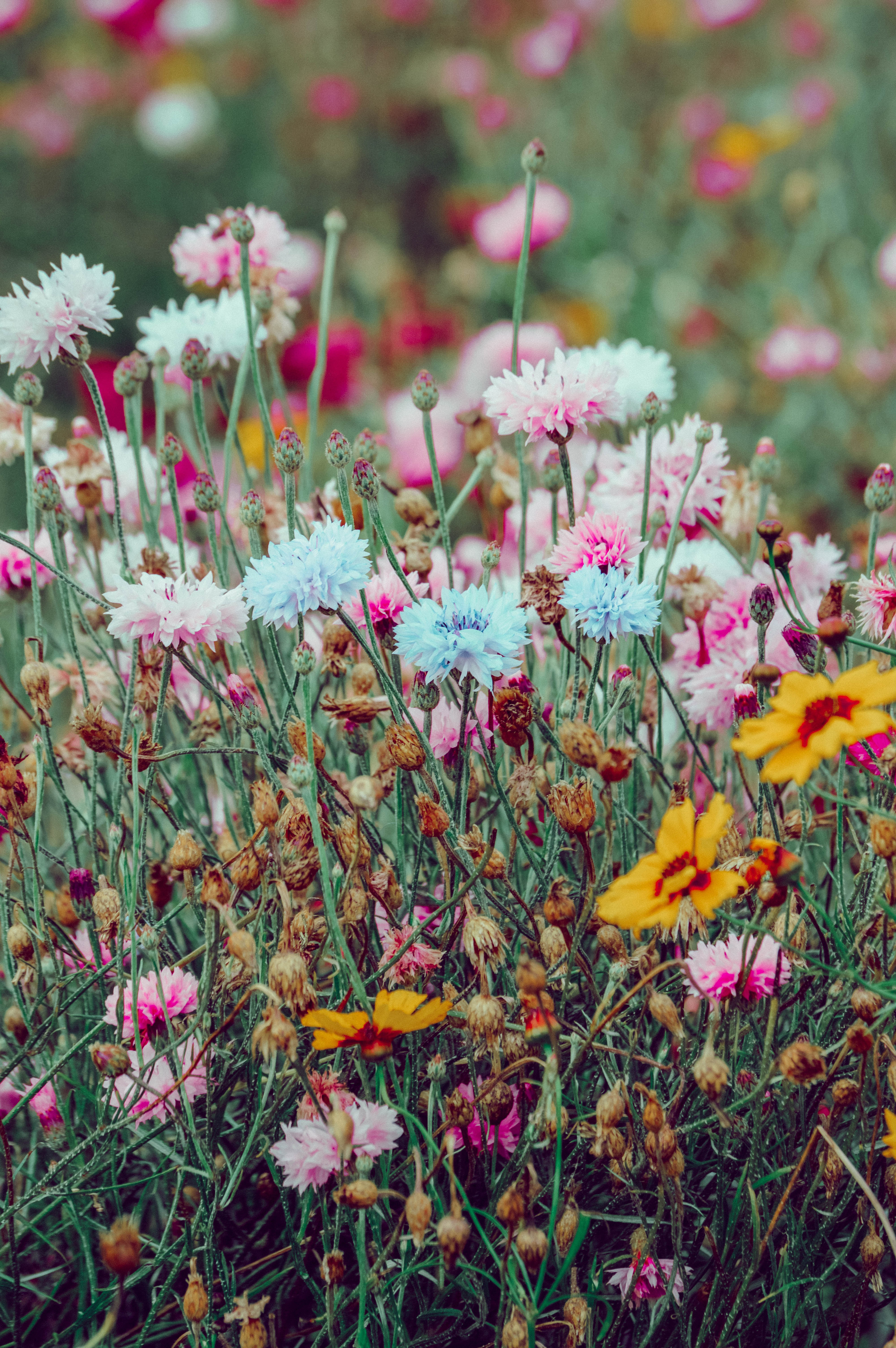 motley, nature, flowers, multicolored, field, wild