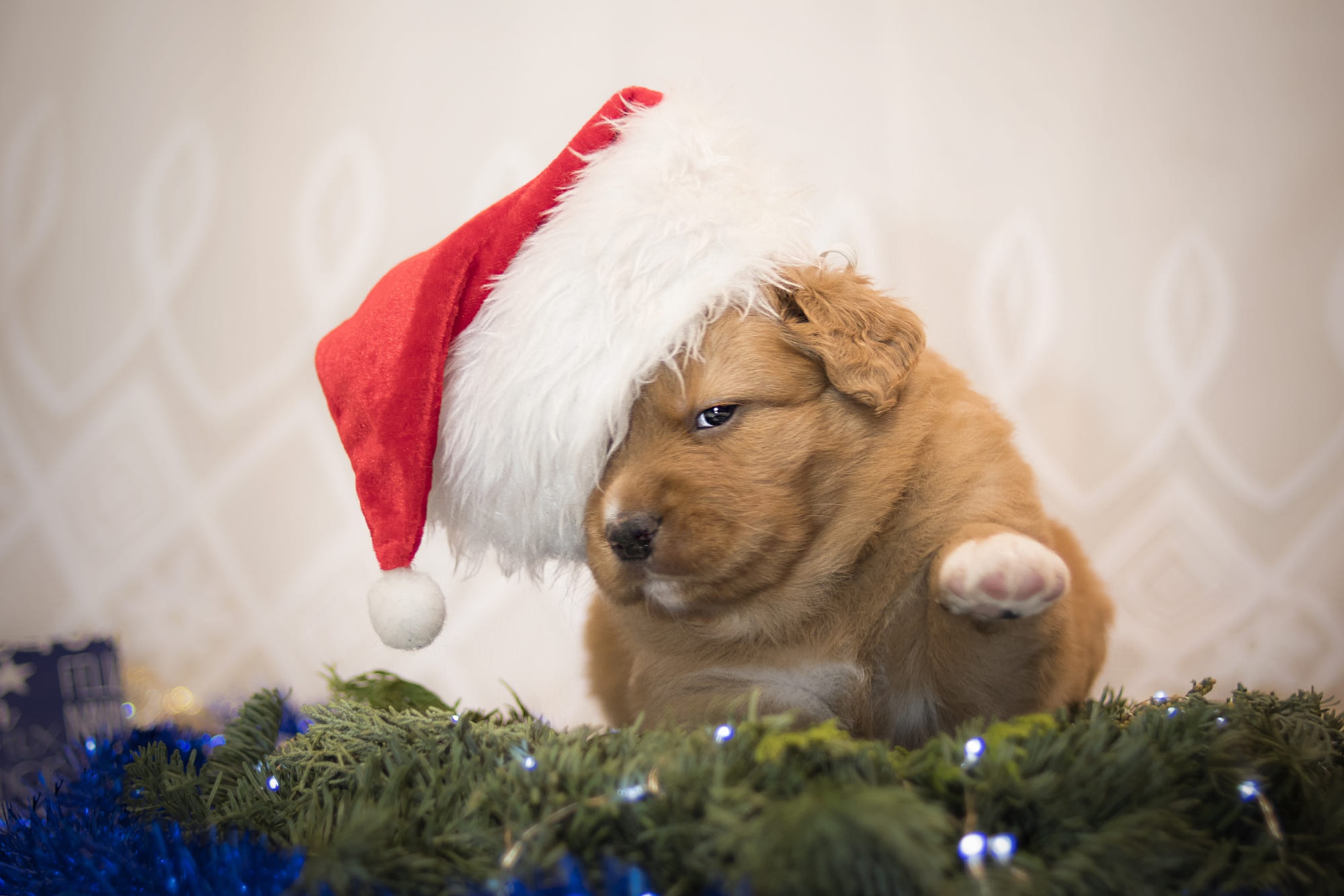 Download mobile wallpaper Dogs, Dog, Christmas, Animal, Puppy, Baby Animal for free.