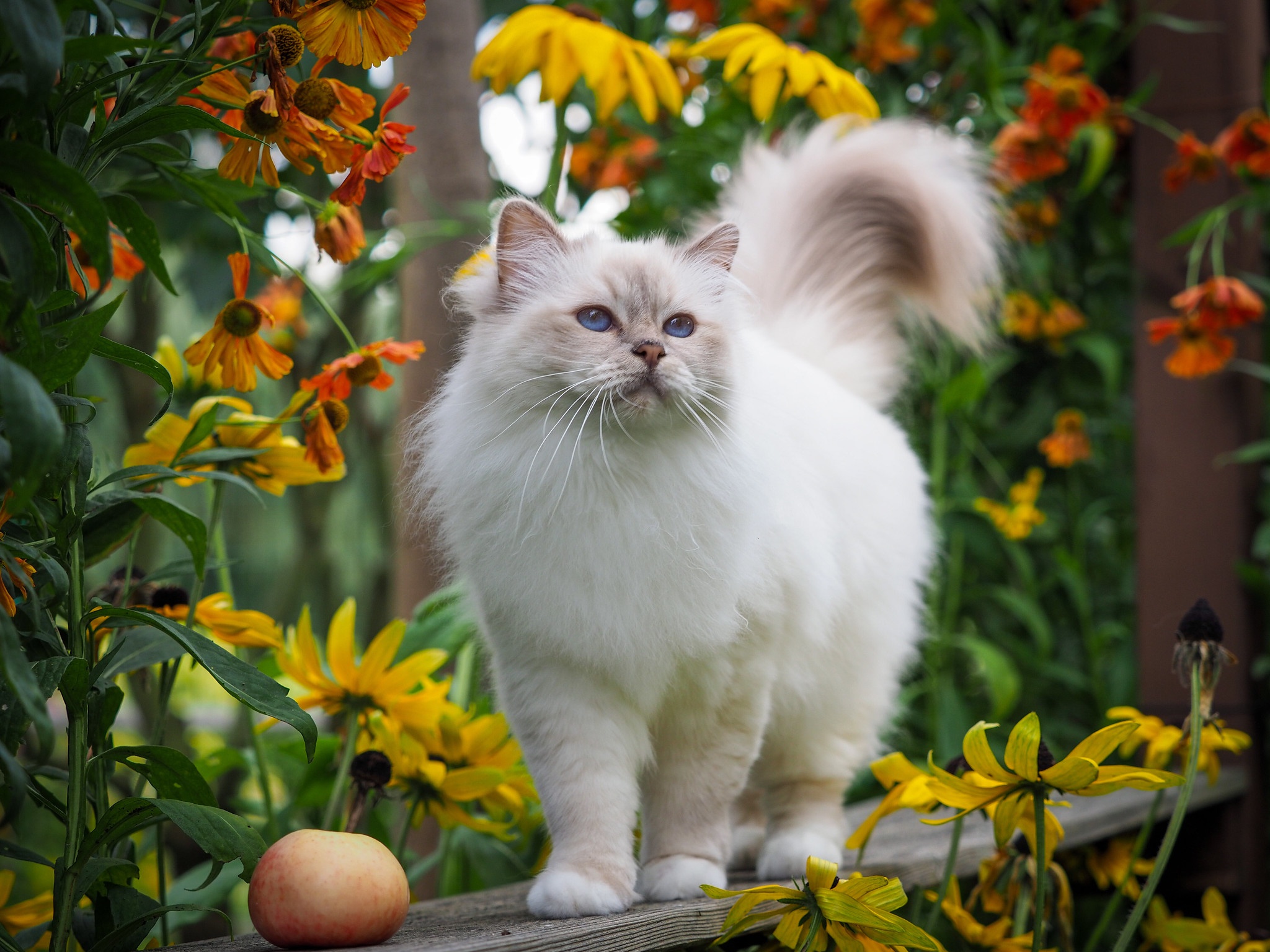 Baixe gratuitamente a imagem Animais, Gatos, Gato na área de trabalho do seu PC