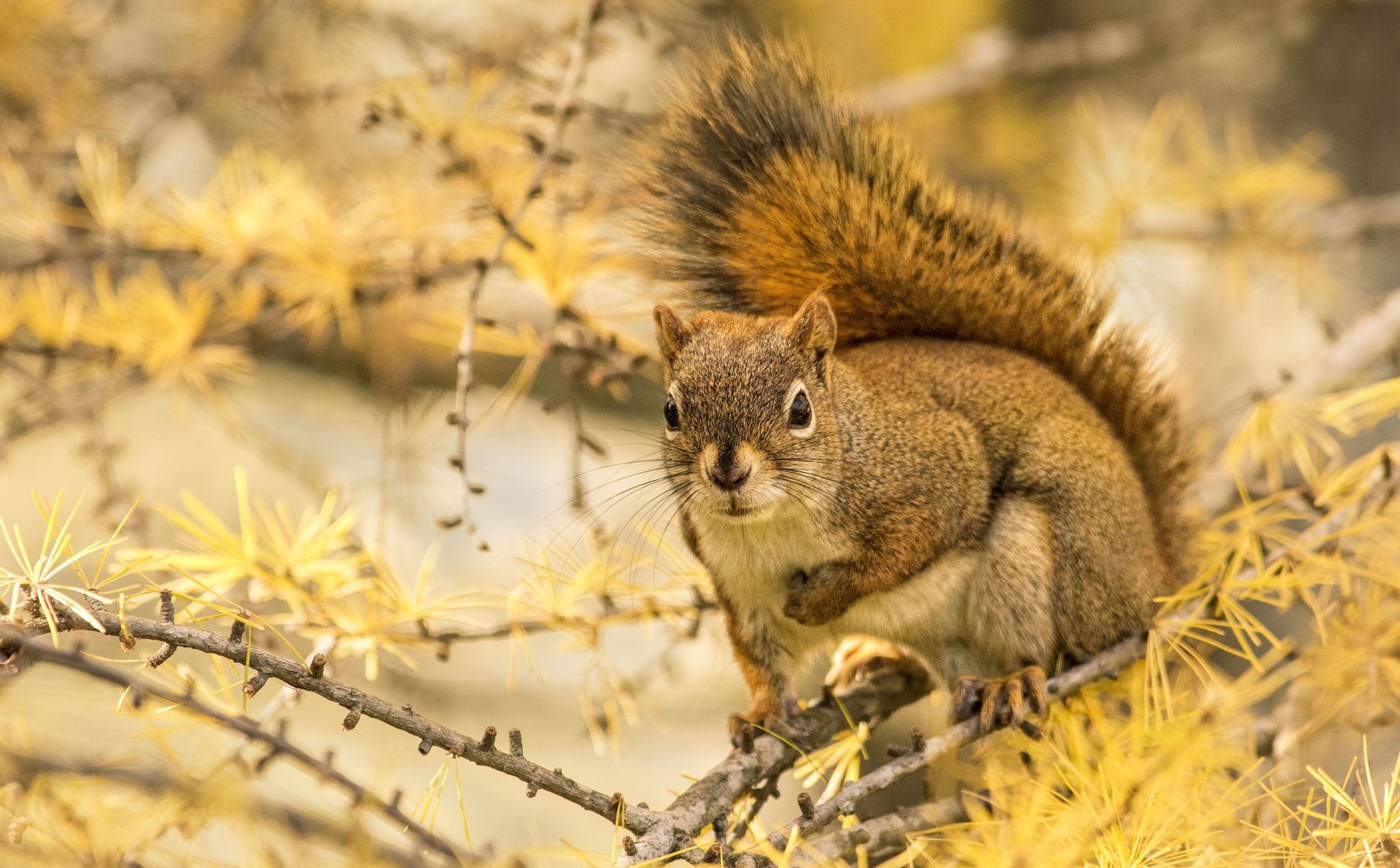 Download mobile wallpaper Squirrel, Fall, Animal for free.