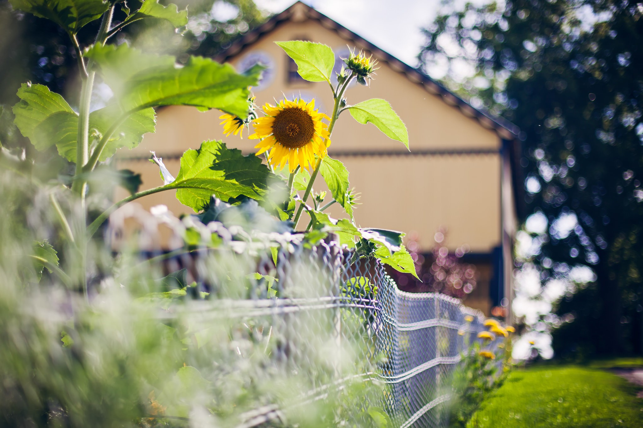 Free download wallpaper Flowers, Leaf, House, Earth, Fence, Sunflower on your PC desktop