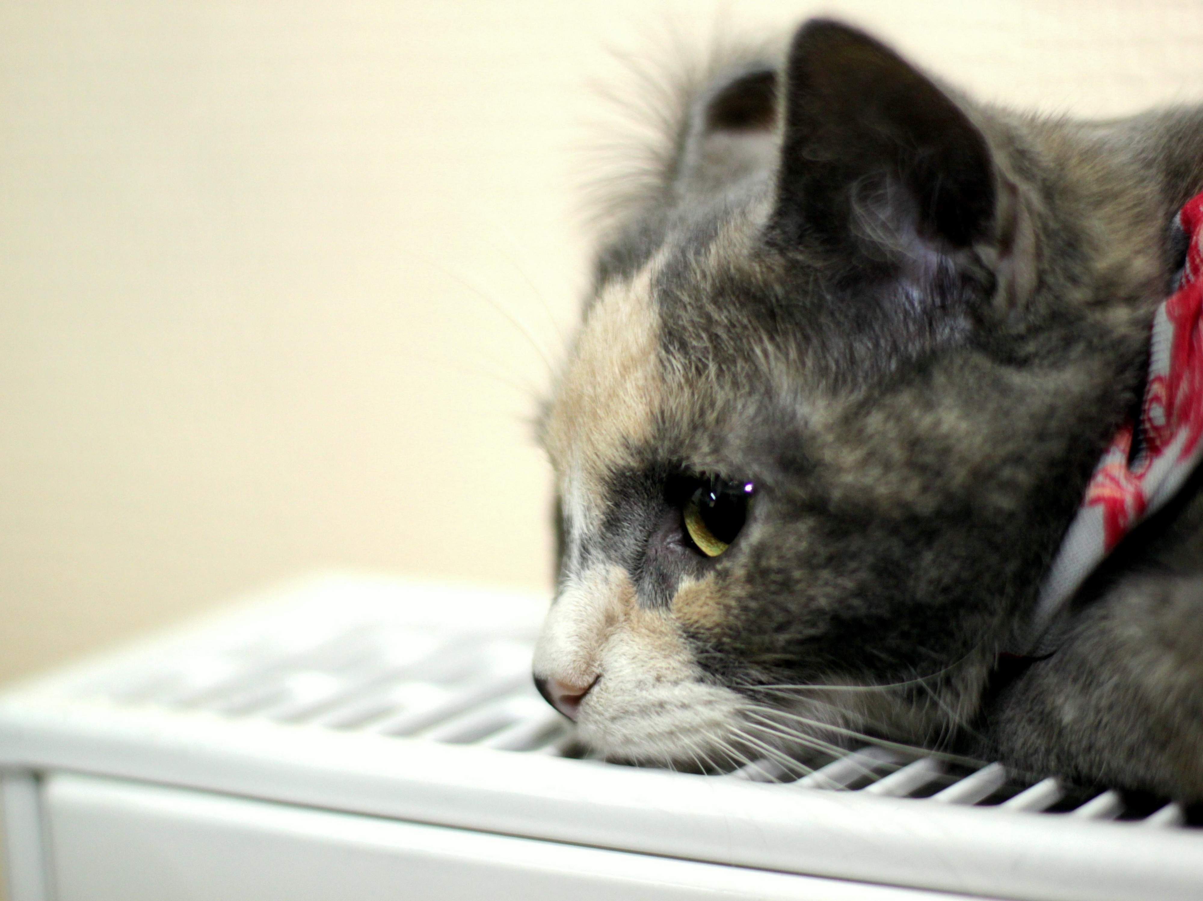 Téléchargez gratuitement l'image Animaux, Chats, Chat sur le bureau de votre PC