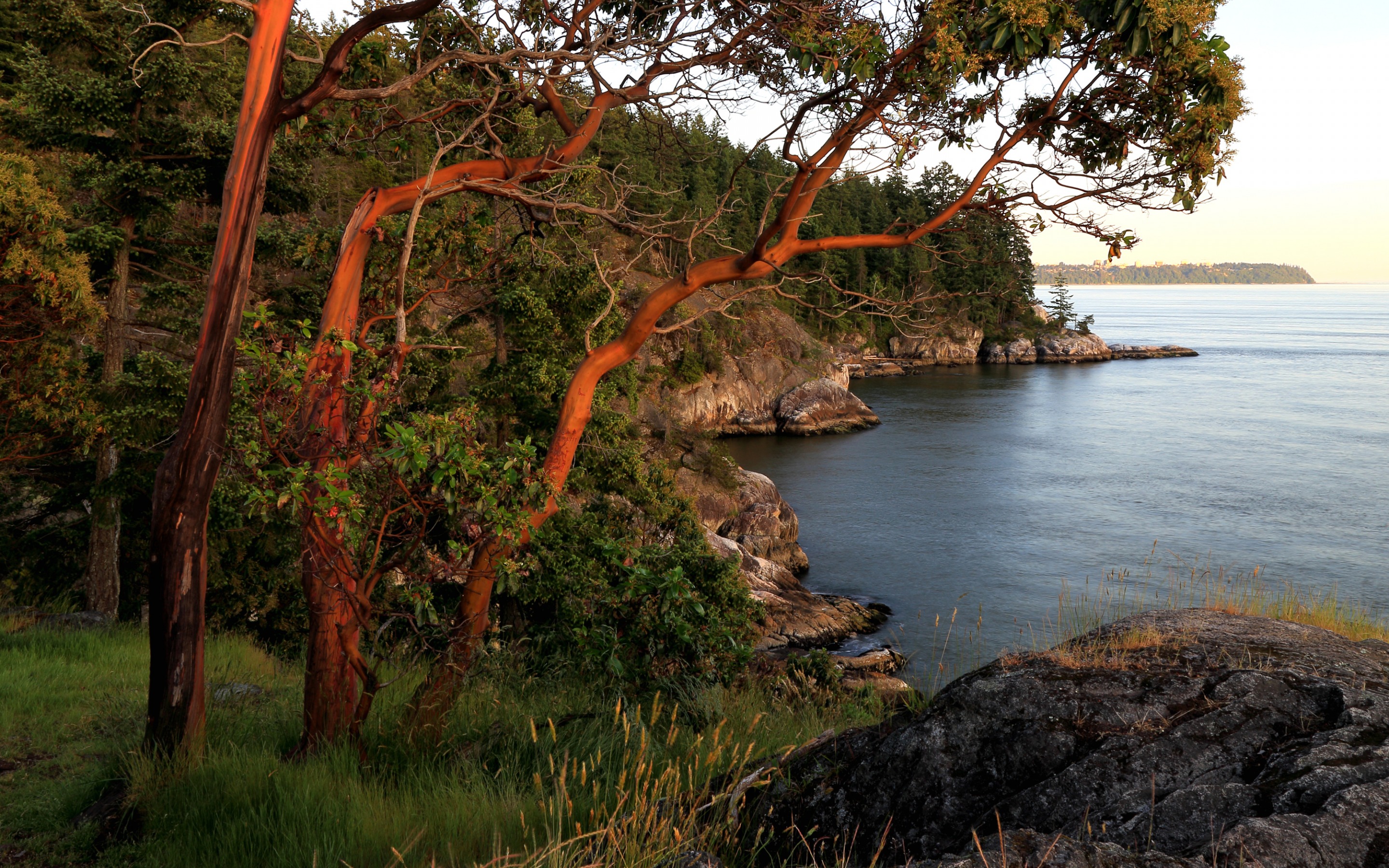 Скачати мобільні шпалери Озера, Озеро, Канада, Дерево, Земля безкоштовно.