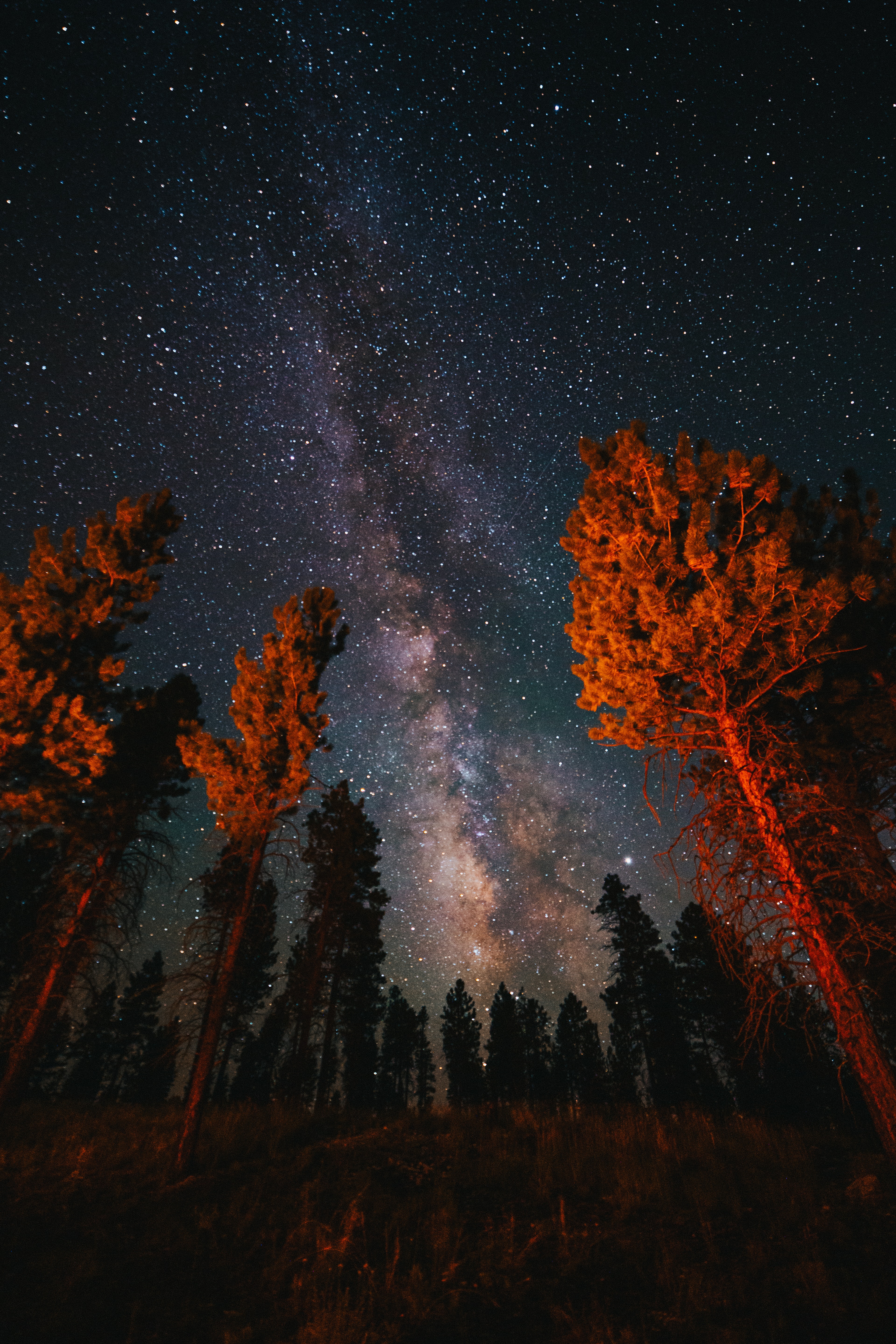Baixe gratuitamente a imagem Natureza, Árvores, Noite, Escuro, Céu Estrelado na área de trabalho do seu PC