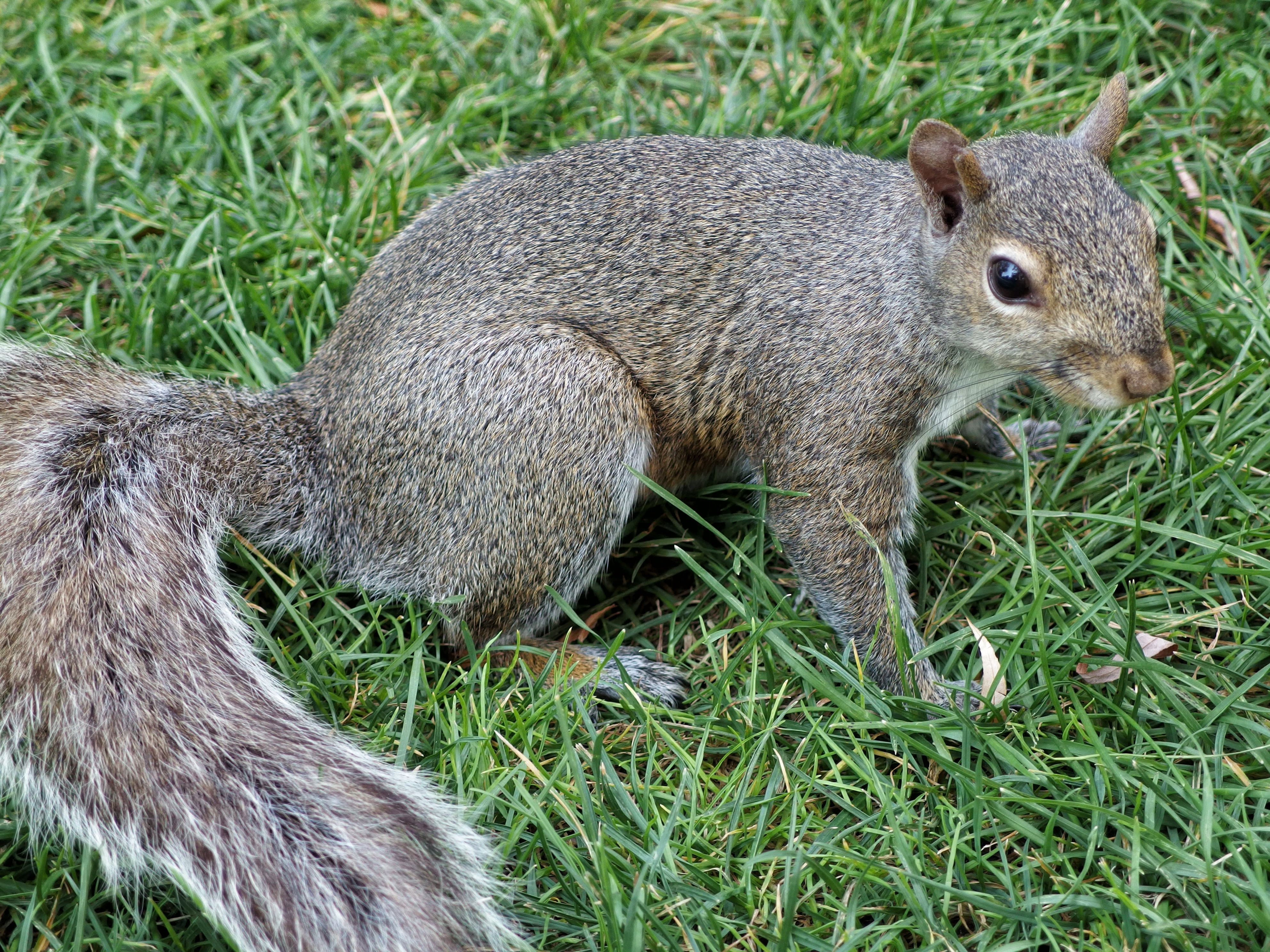Free download wallpaper Grass, Tail, Animals, Squirrel on your PC desktop