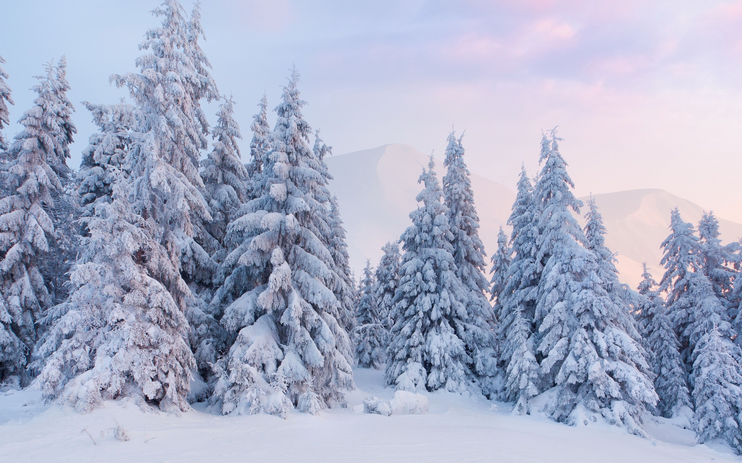 Download mobile wallpaper Winter, Snow, Forest, Tree, Earth for free.