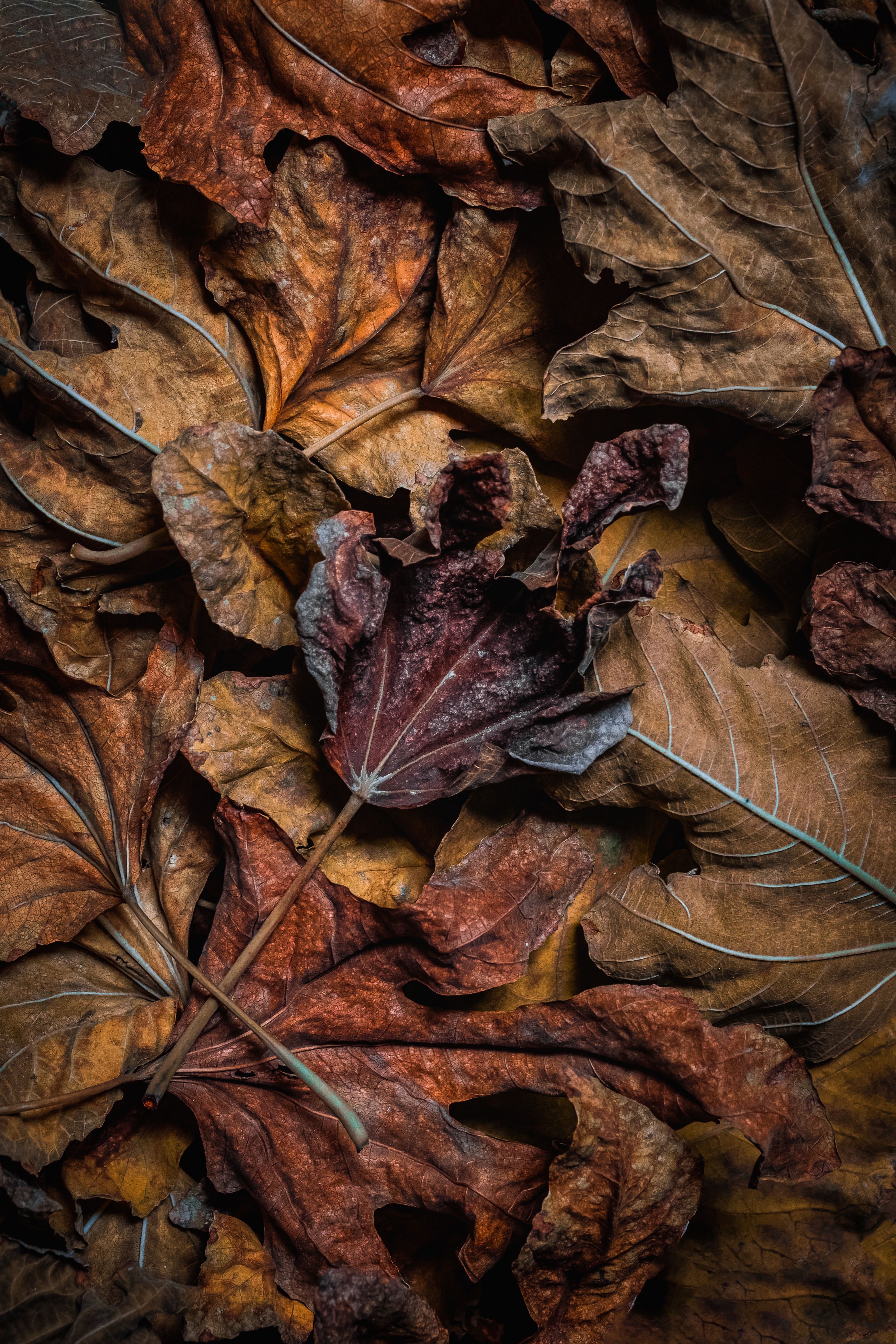 67679 скачать картинку осень, листья, макро, коричневый, сухой - обои и заставки бесплатно