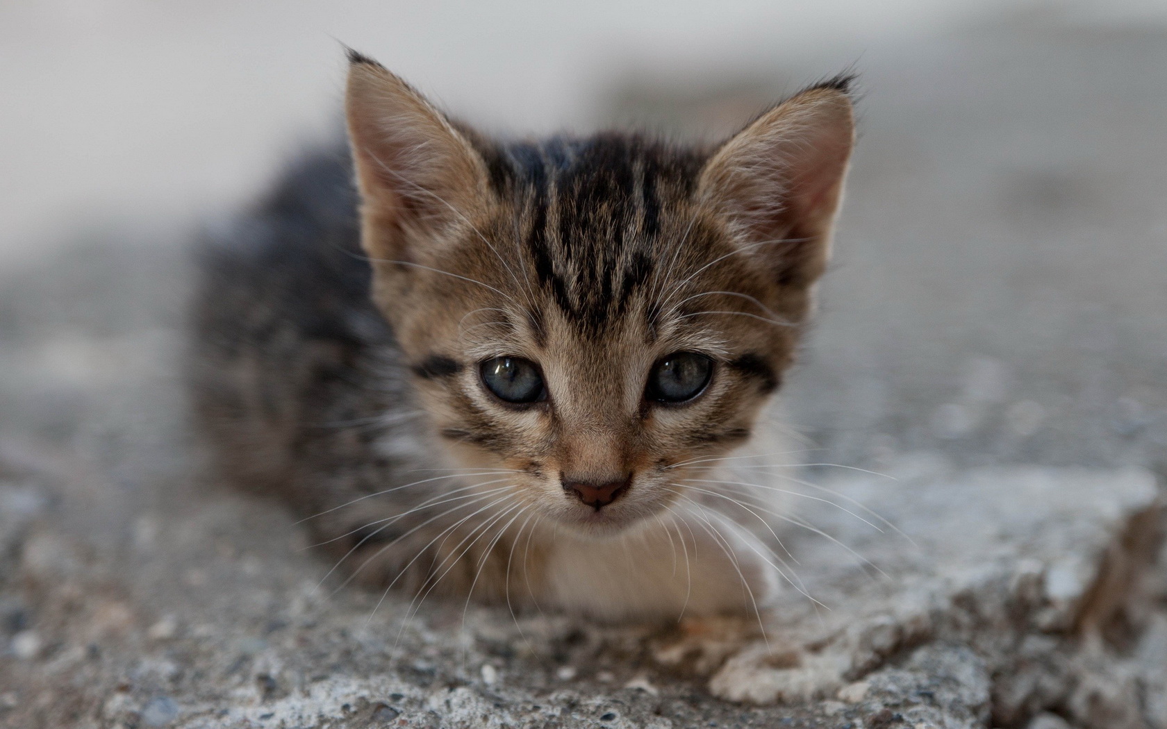 Descarga gratuita de fondo de pantalla para móvil de Animales, Gato.