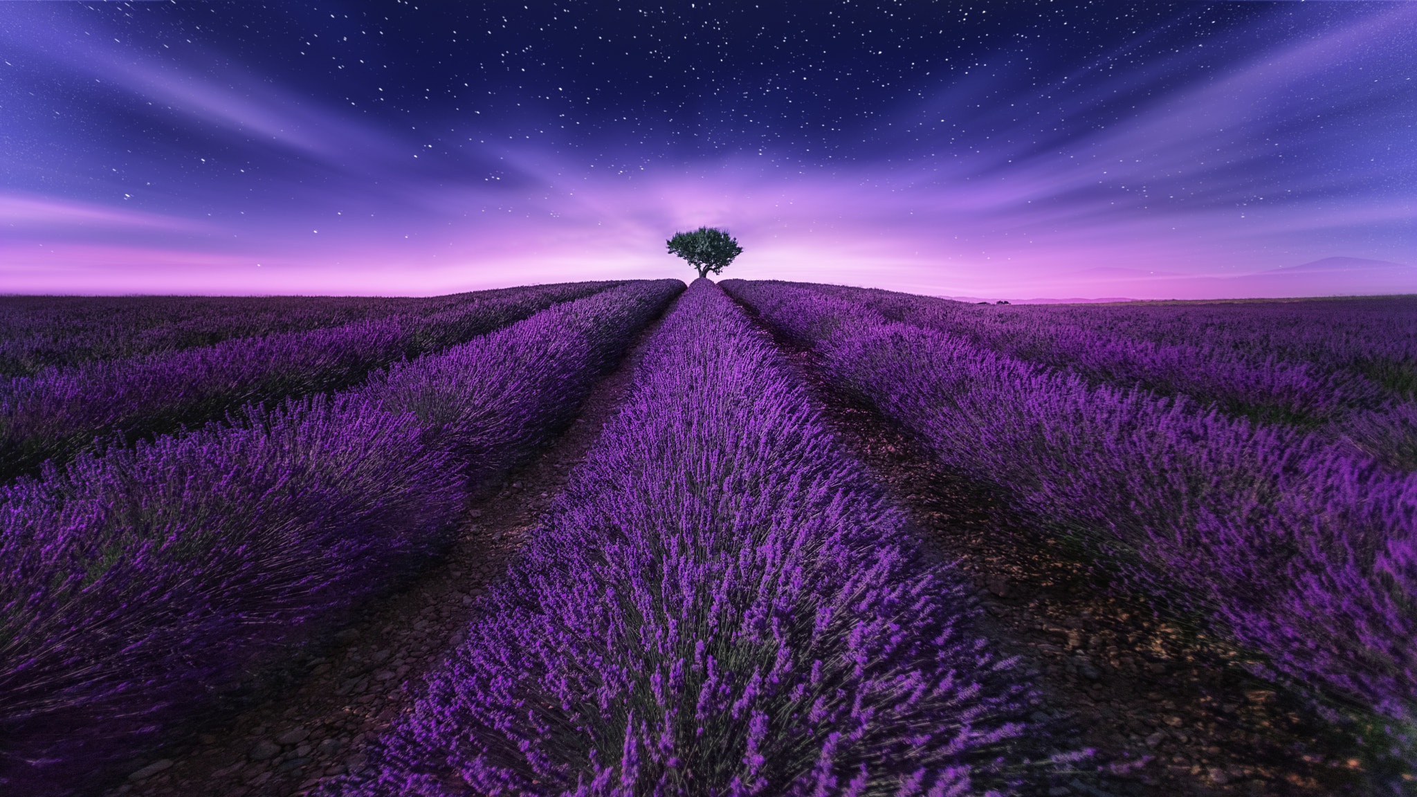 Descarga gratuita de fondo de pantalla para móvil de Flores, Campo, Lavanda, Flor Purpura, Tierra/naturaleza.