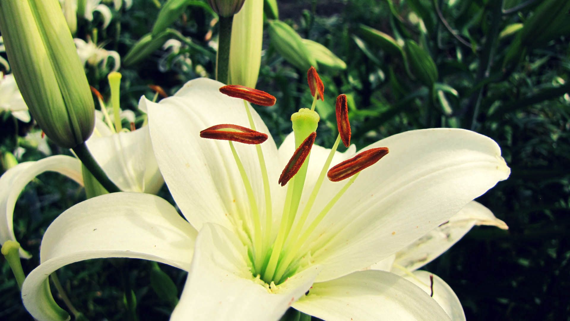 Download mobile wallpaper Plant, Petals, Lily, Flower, Flowers for free.