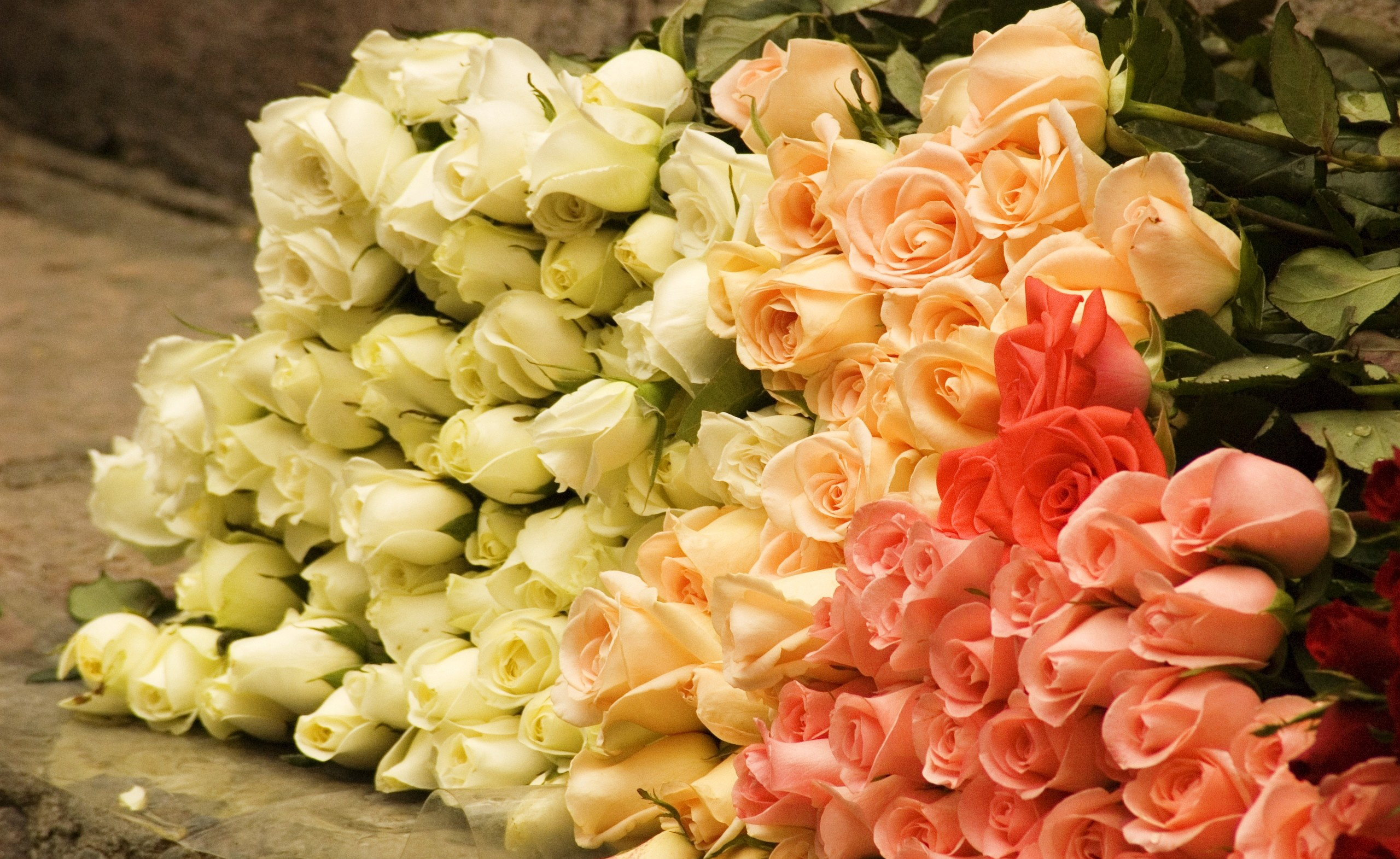 Free download wallpaper Flowers, Flower, Rose, Earth, White Flower, Peach Flower on your PC desktop
