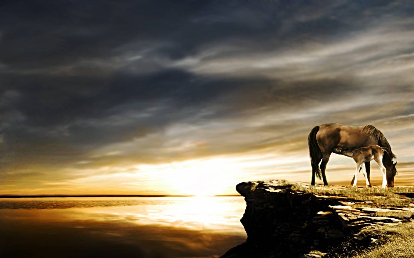 Los mejores fondos de pantalla de Brumby para la pantalla del teléfono