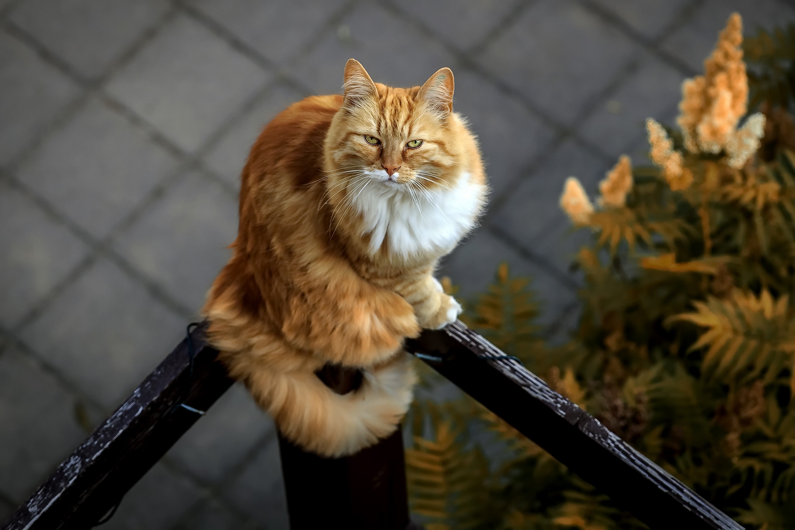 Handy-Wallpaper Tiere, Katzen, Katze, Starren kostenlos herunterladen.