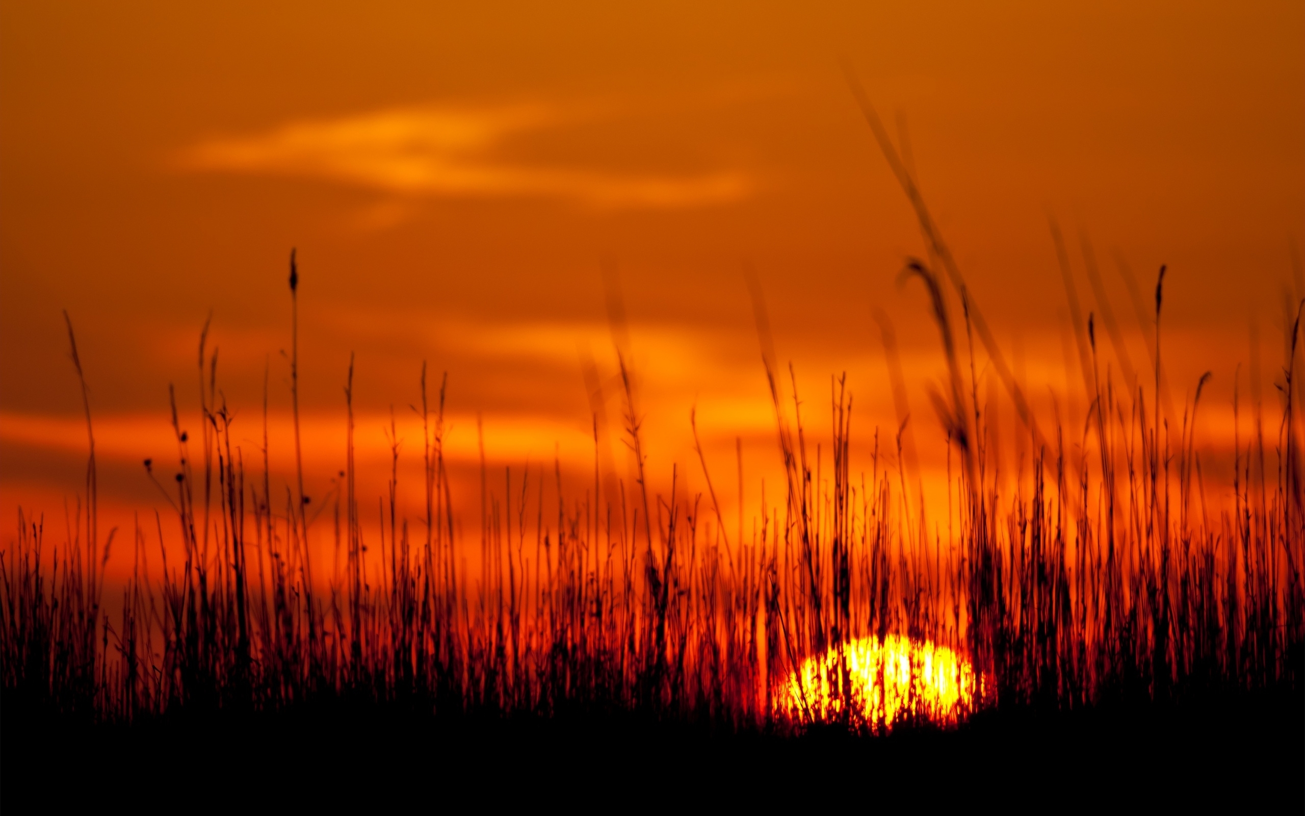 Laden Sie das Landschaft, Sunset, Grass, Felder-Bild kostenlos auf Ihren PC-Desktop herunter