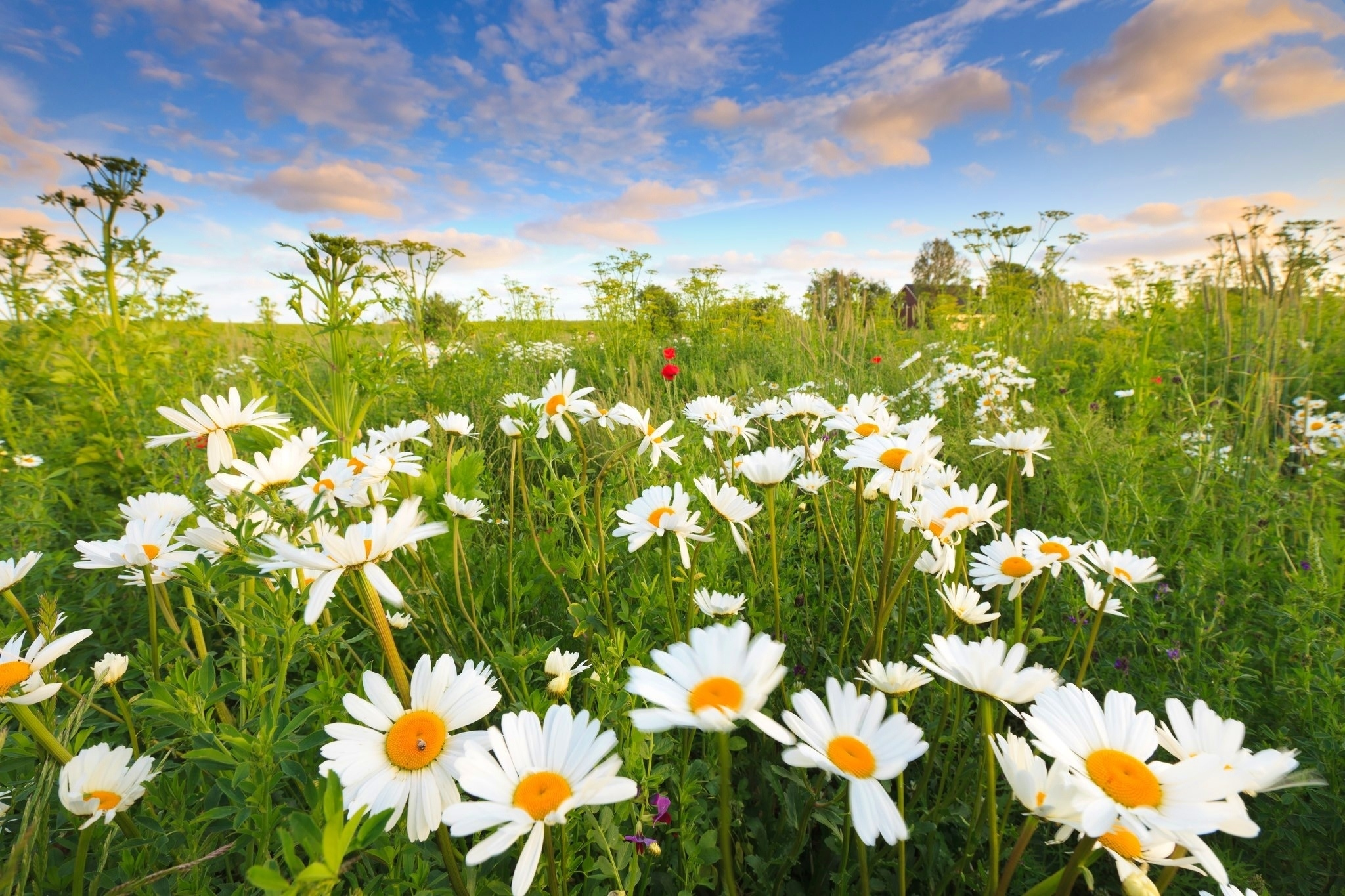 Free download wallpaper Flowers, Flower, Earth, Field, Daisy, White Flower on your PC desktop