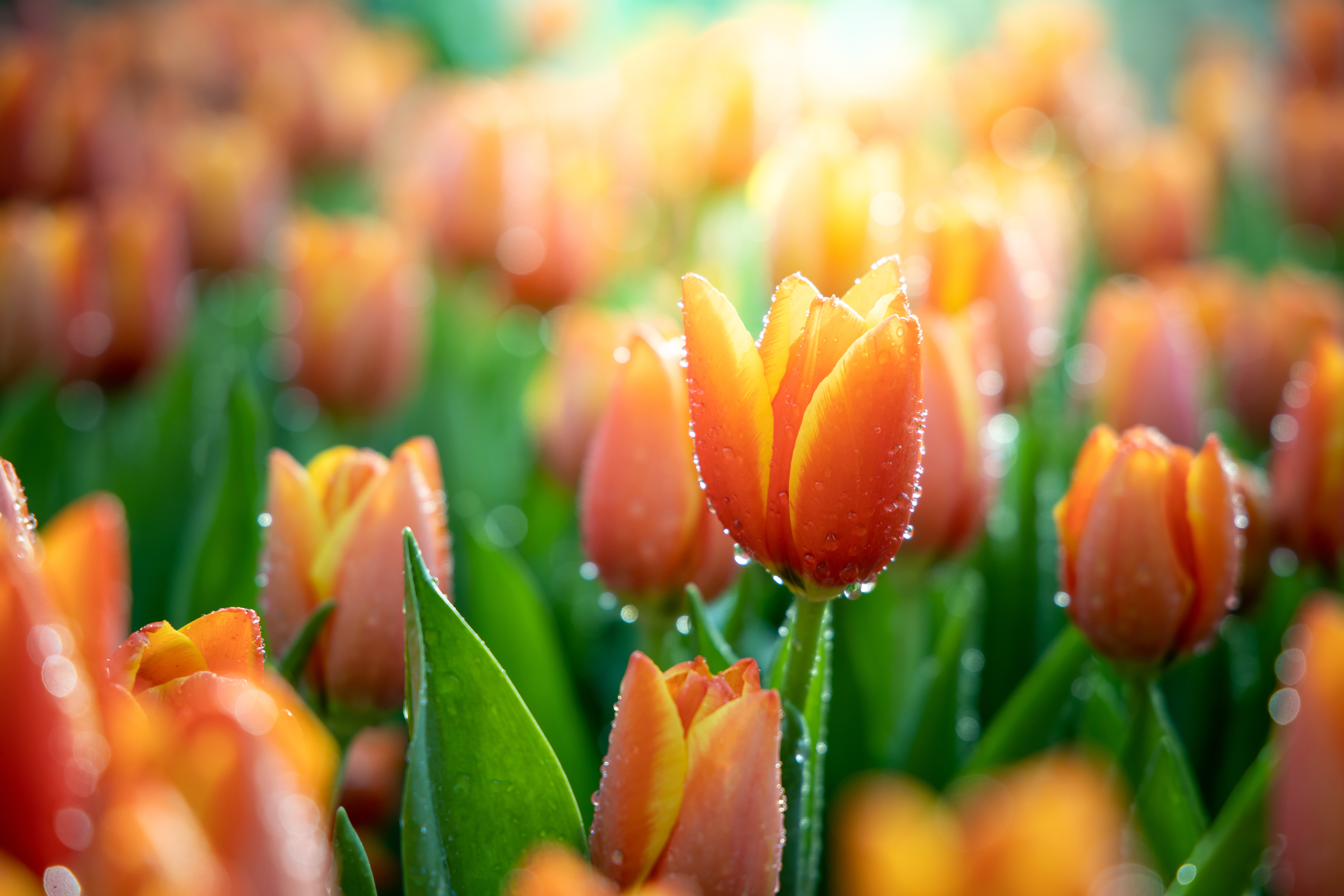 Téléchargez gratuitement l'image Fleurs, Macro, Tulipe, La Nature, Terre/nature, Fleur D'oranger sur le bureau de votre PC