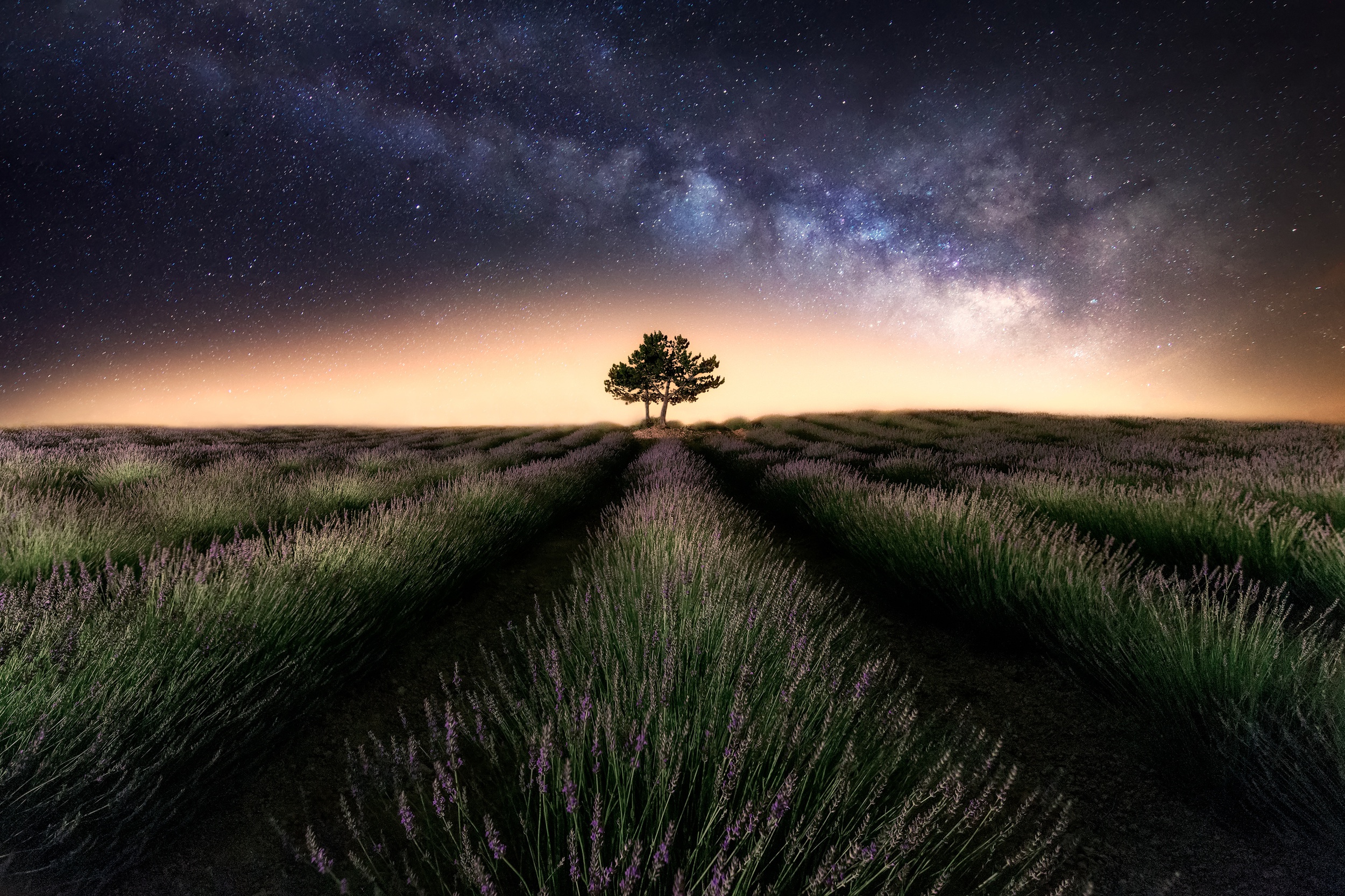 Baixe gratuitamente a imagem Noite, Campo, Via Láctea, Lavanda, Terra/natureza na área de trabalho do seu PC