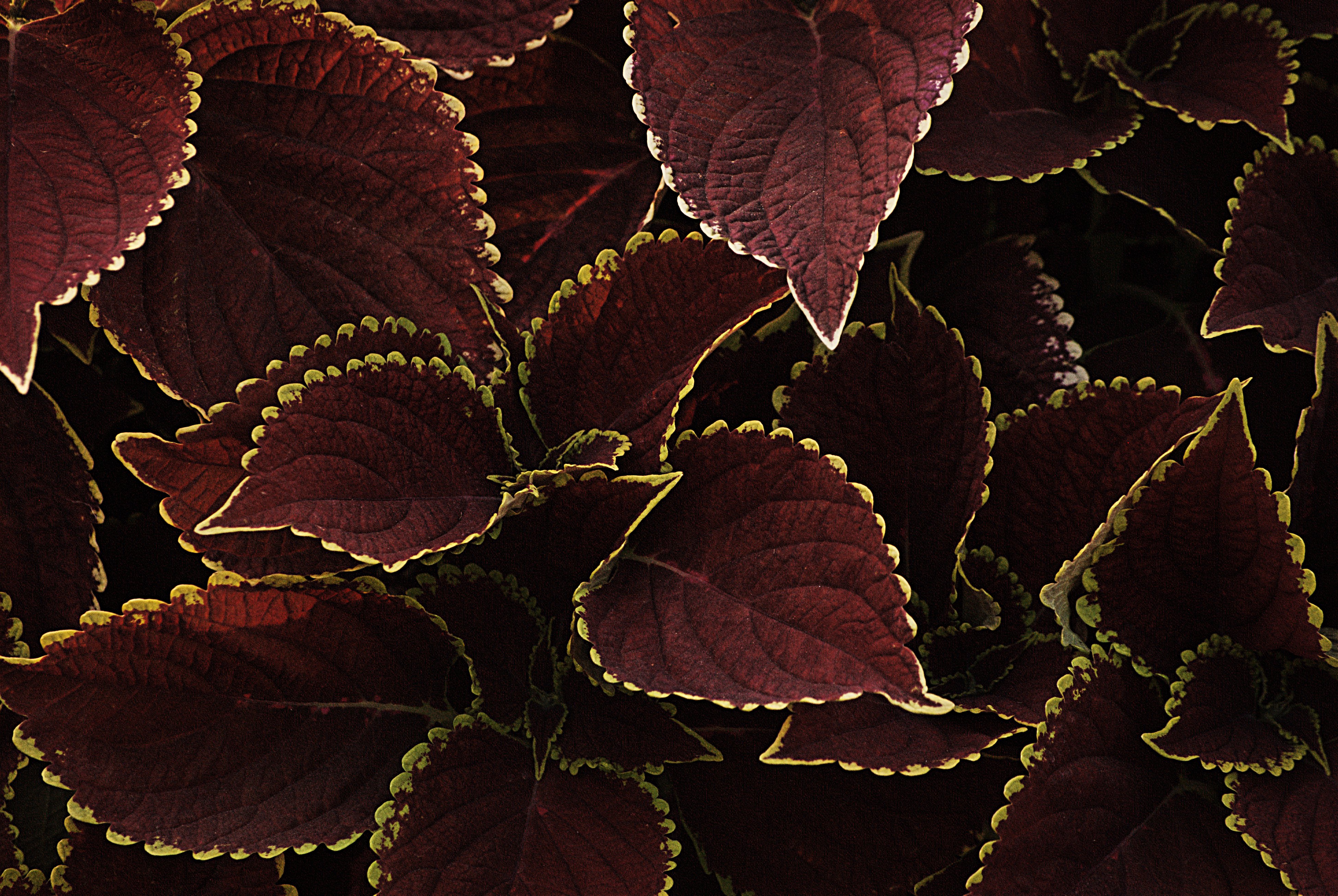 Free download wallpaper Plant, Macro, Leaves, Brown, Veins on your PC desktop