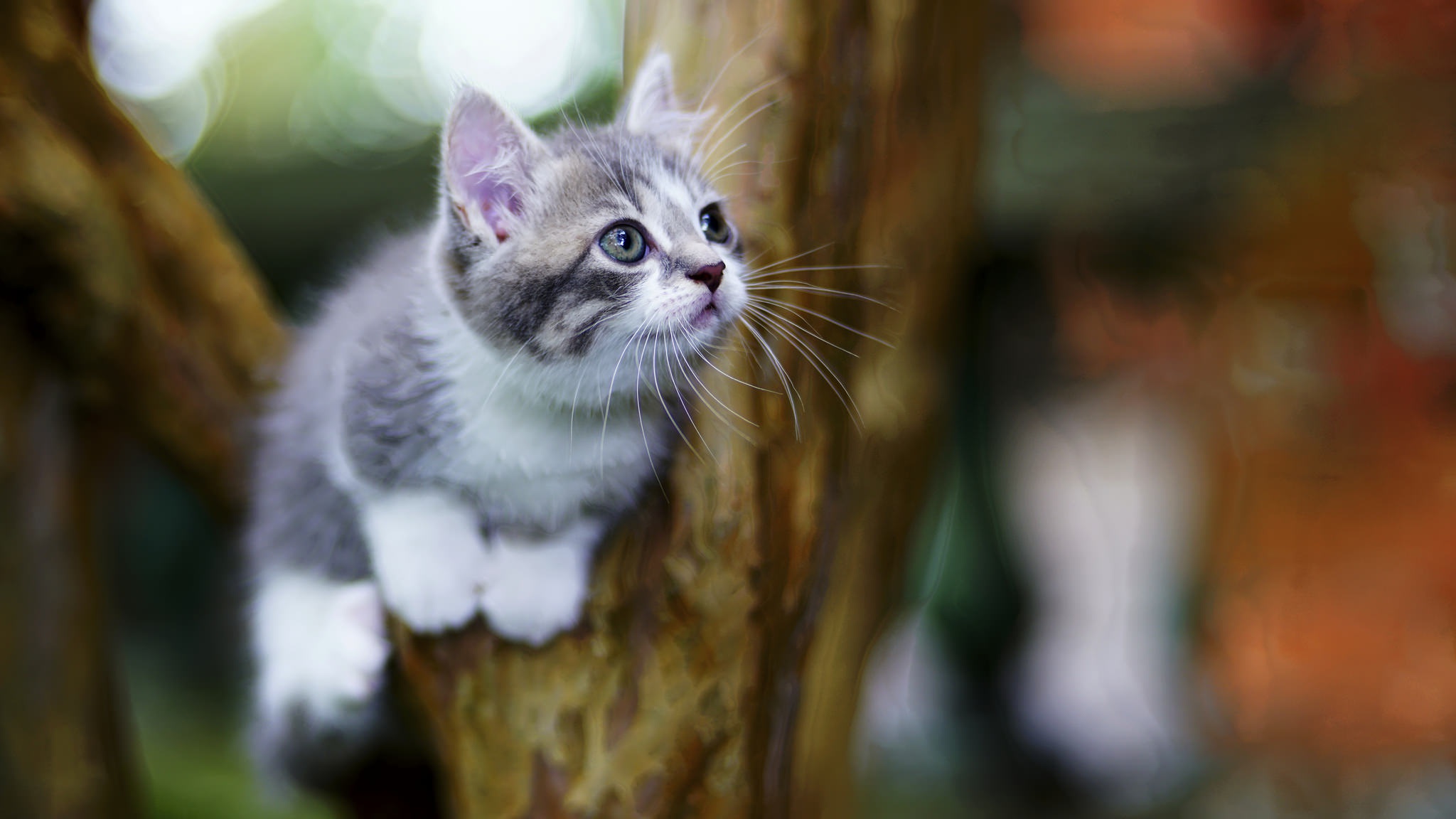 Download mobile wallpaper Cats, Cat, Kitten, Animal, Baby Animal, Depth Of Field for free.