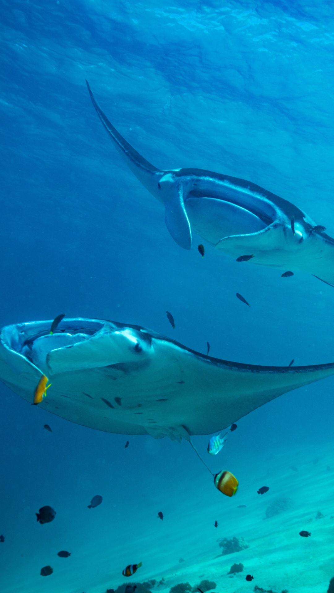 animal, manta ray, sea life, underwater