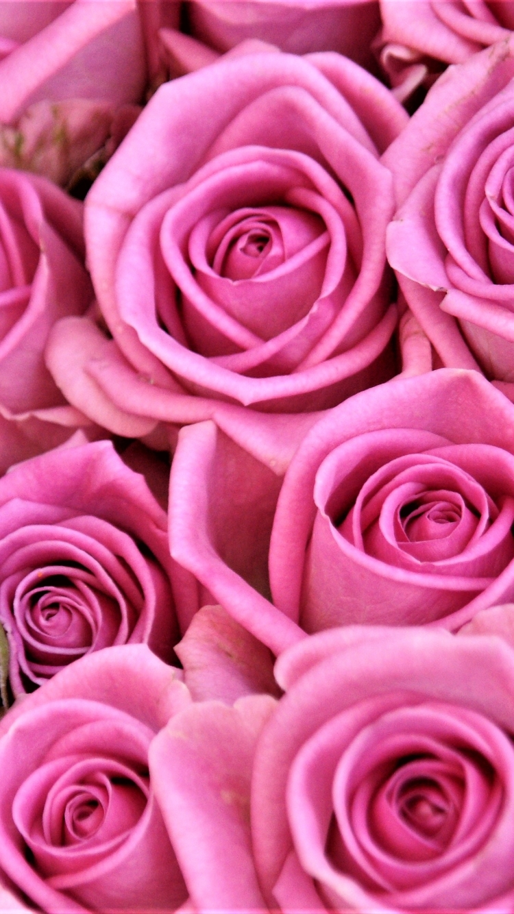 Download mobile wallpaper Flowers, Flower, Rose, Close Up, Earth, Pink Flower for free.