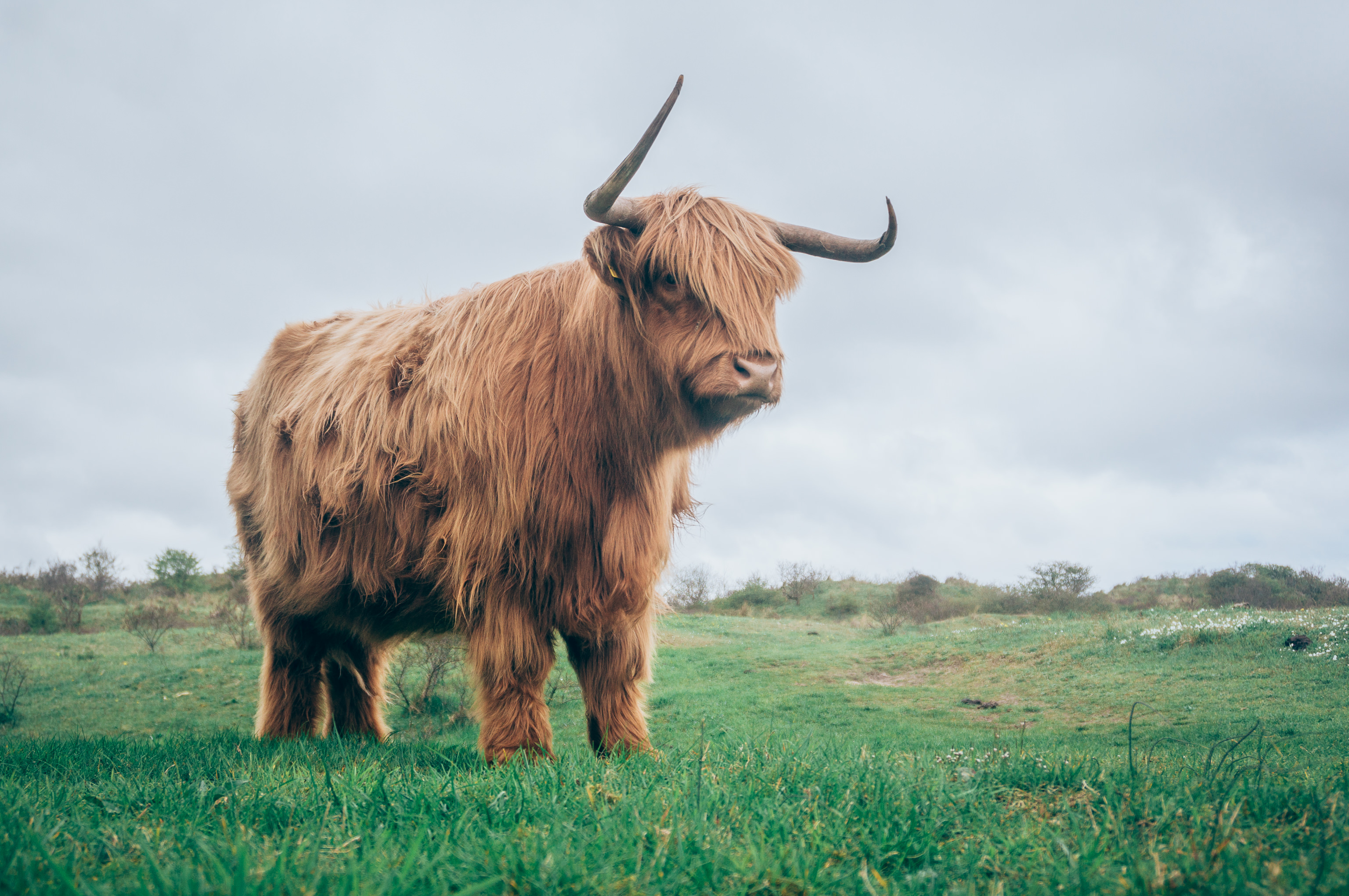 bull, horns, animals, grass, fur
