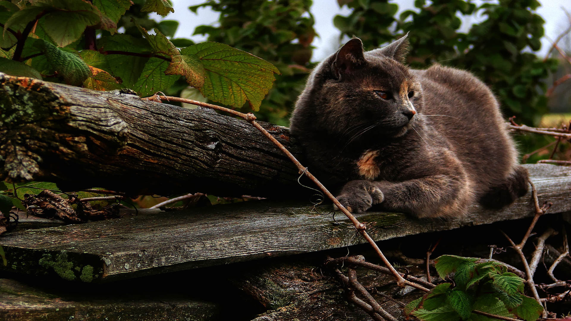 Laden Sie das Tiere, Katzen, Katze-Bild kostenlos auf Ihren PC-Desktop herunter