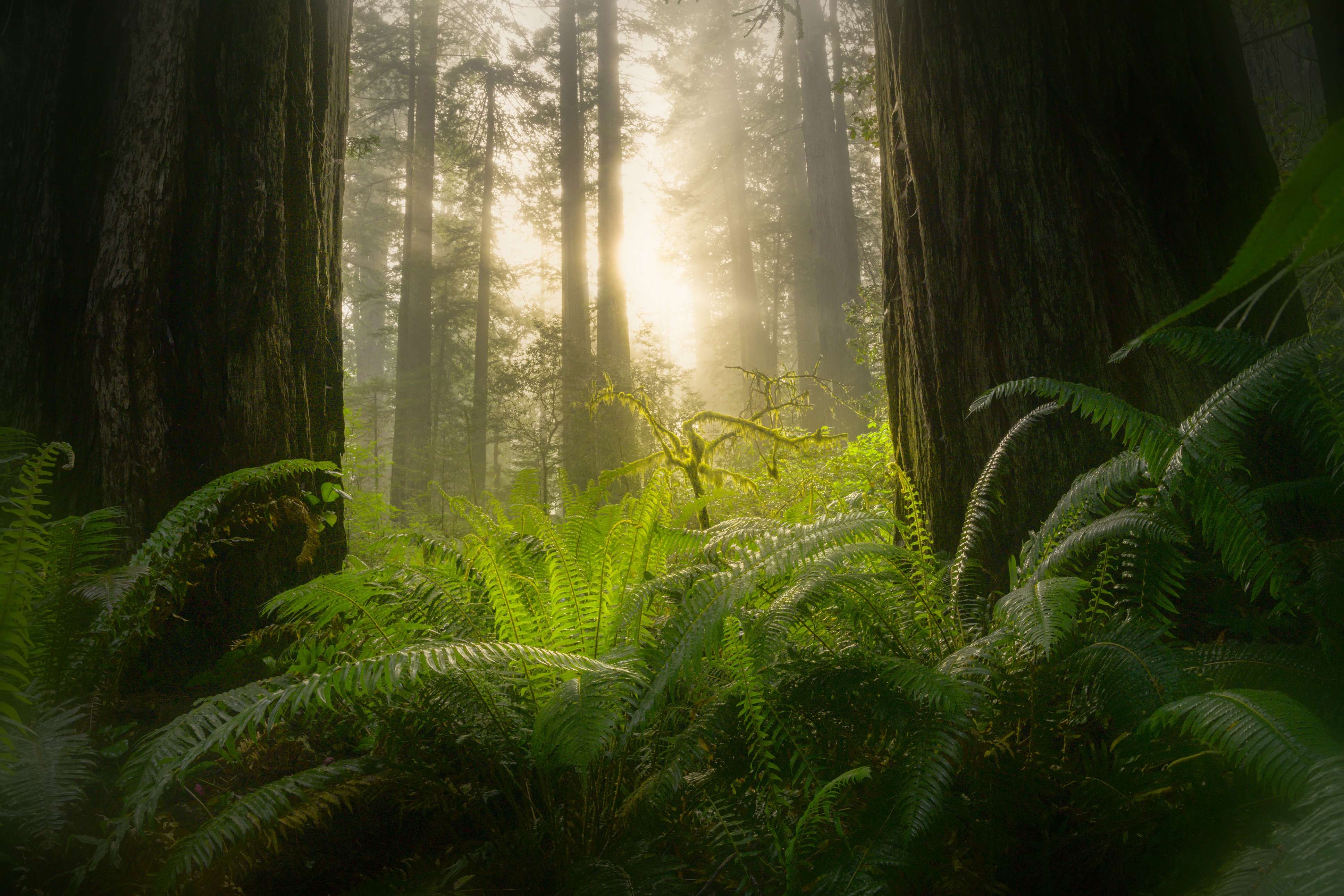 Free download wallpaper Fern, Forest, Earth, Sequoia, Sunbeam, Greenery on your PC desktop