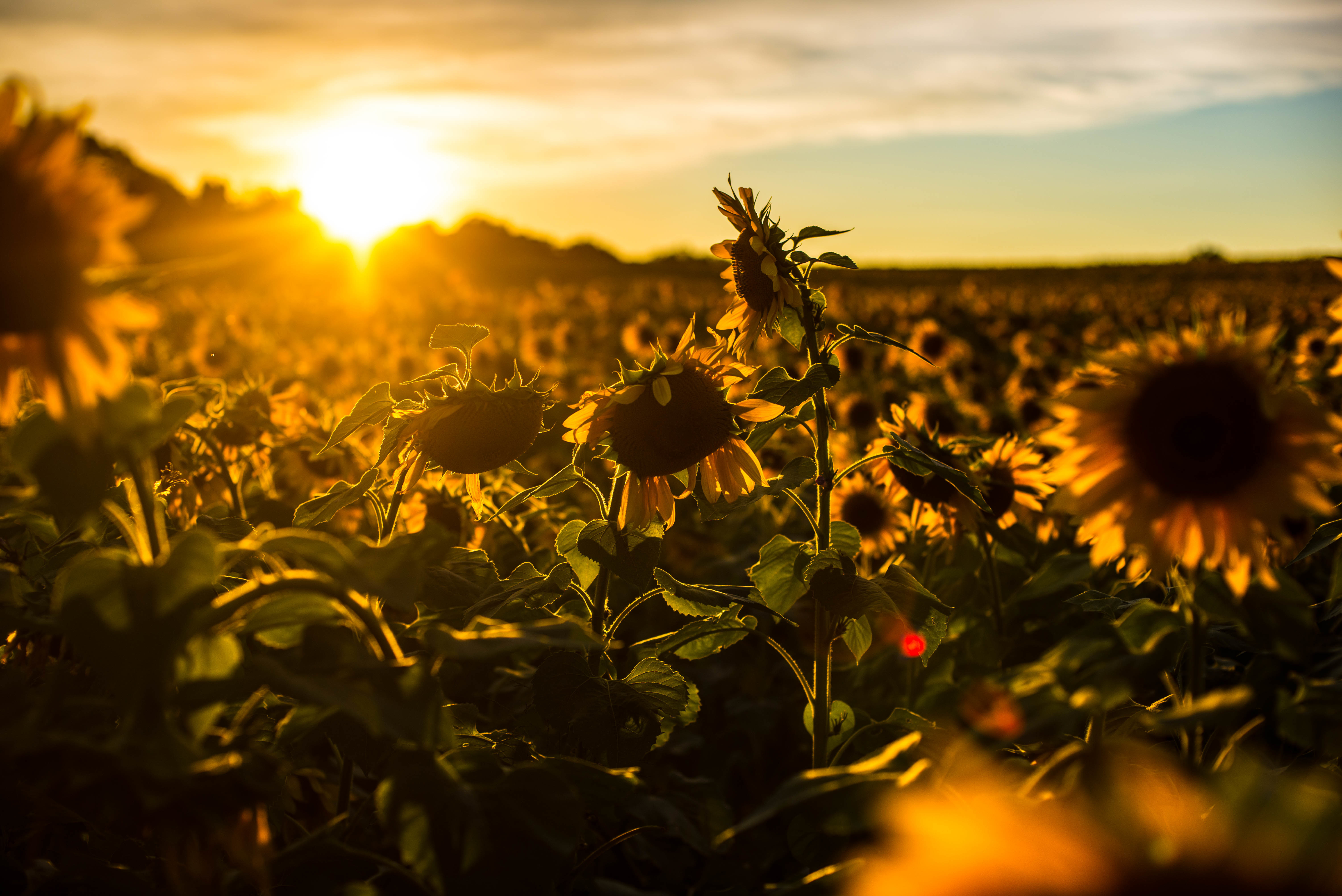 Descarga gratuita de fondo de pantalla para móvil de Flores, Girasol, Tierra/naturaleza.