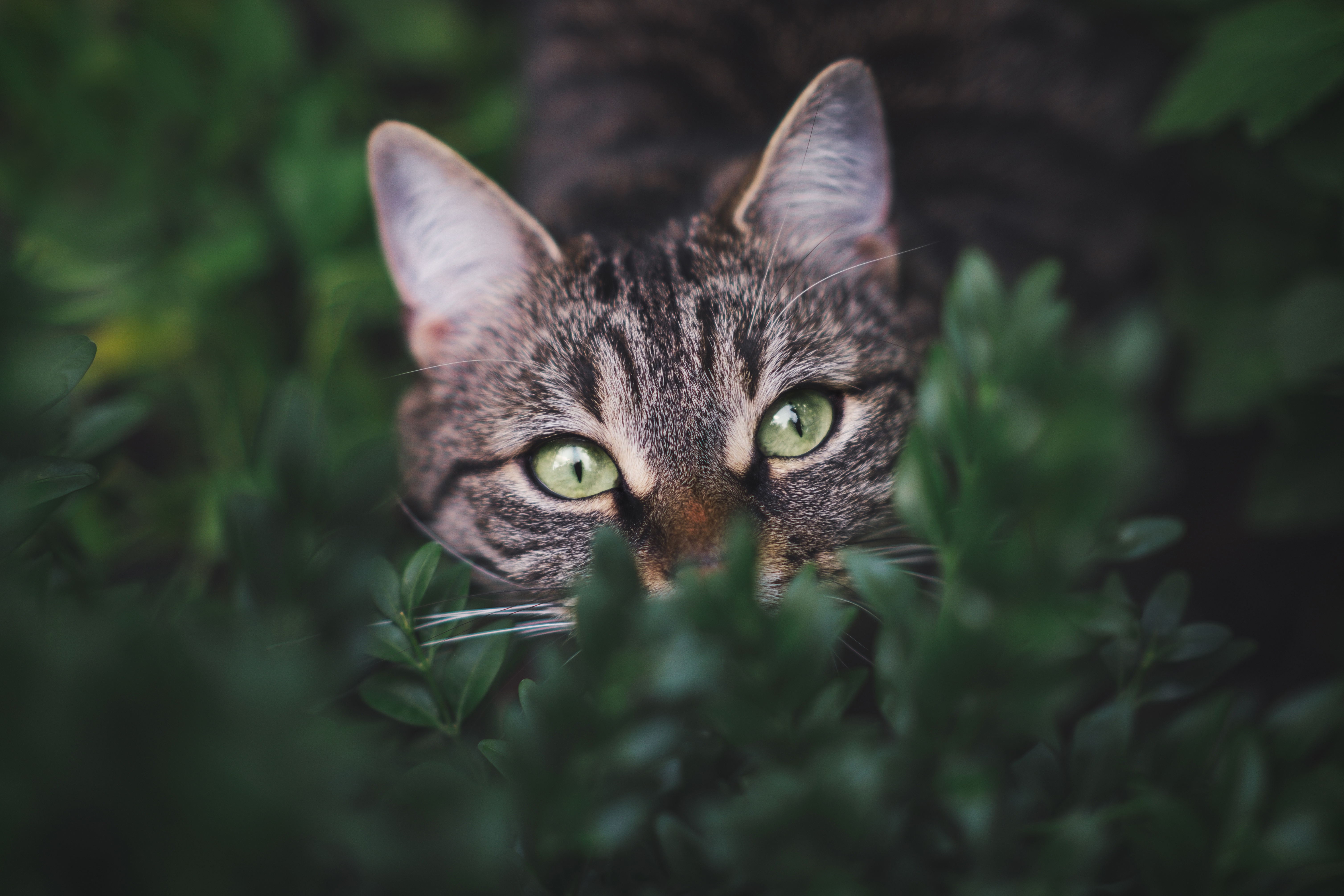 Download mobile wallpaper Cats, Cat, Animal, Tabby Cat, Stare for free.