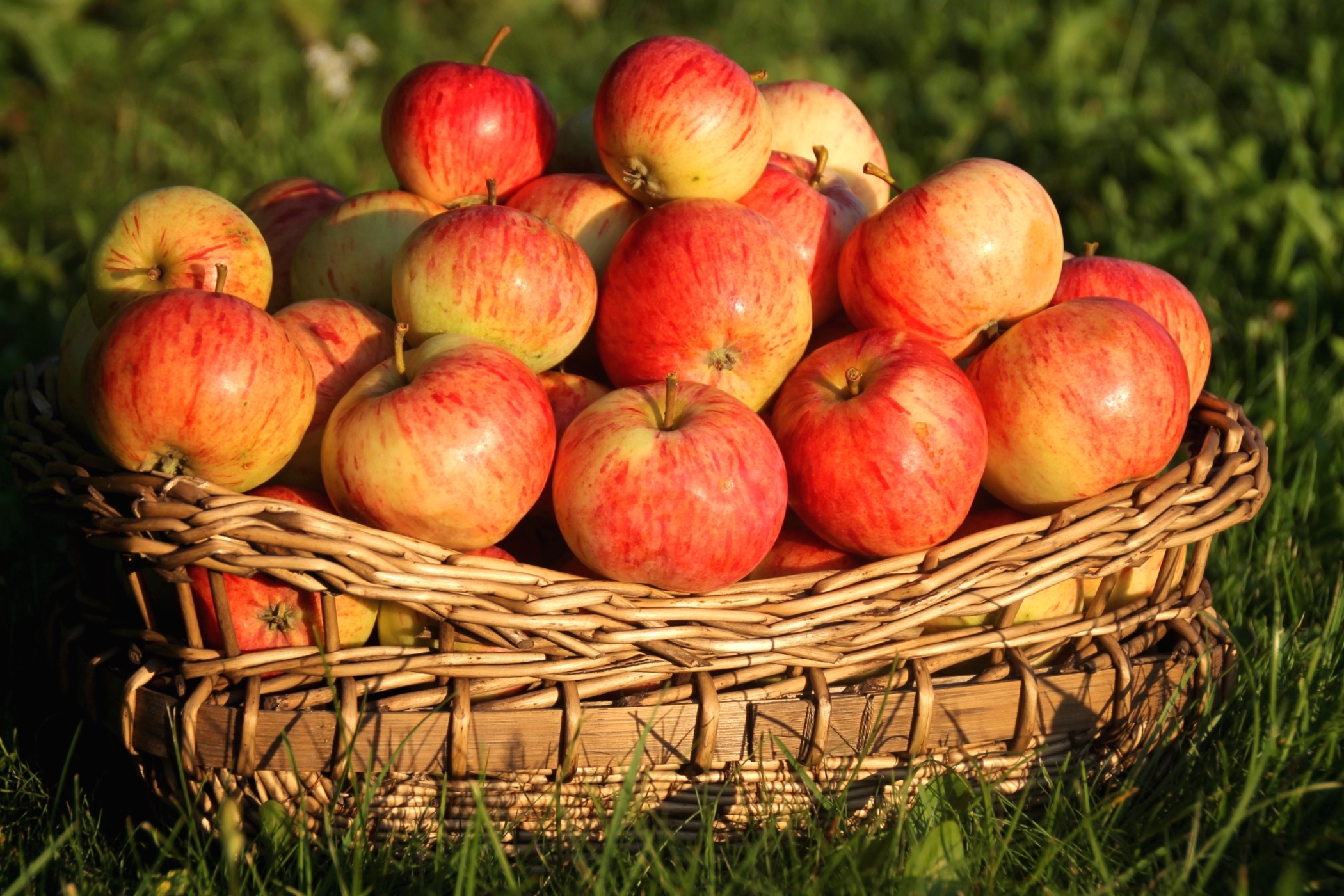 Free download wallpaper Fruits, Food, Apple, Fruit, Basket on your PC desktop