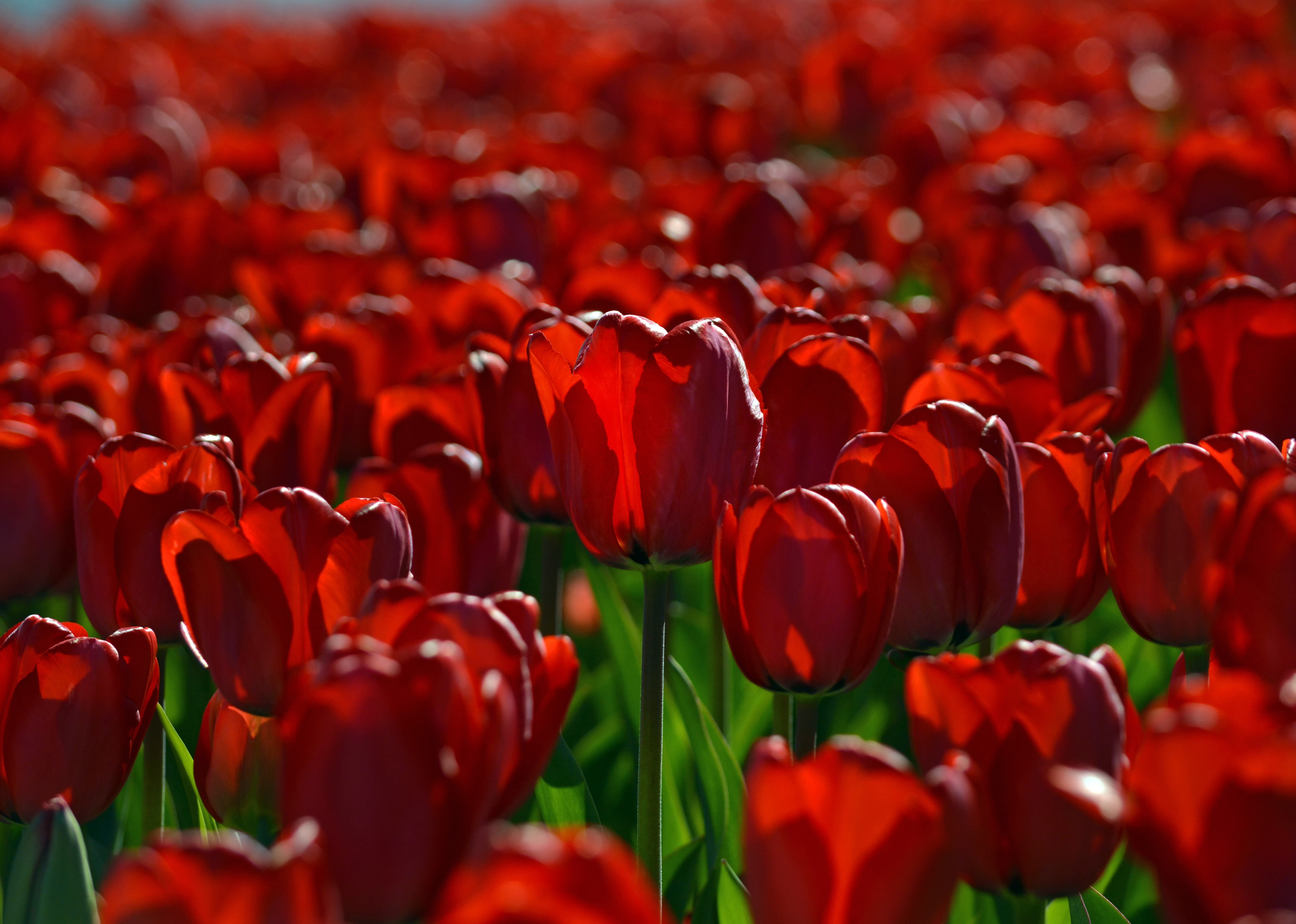 Download mobile wallpaper Nature, Flowers, Flower, Close Up, Earth, Tulip, Red Flower for free.