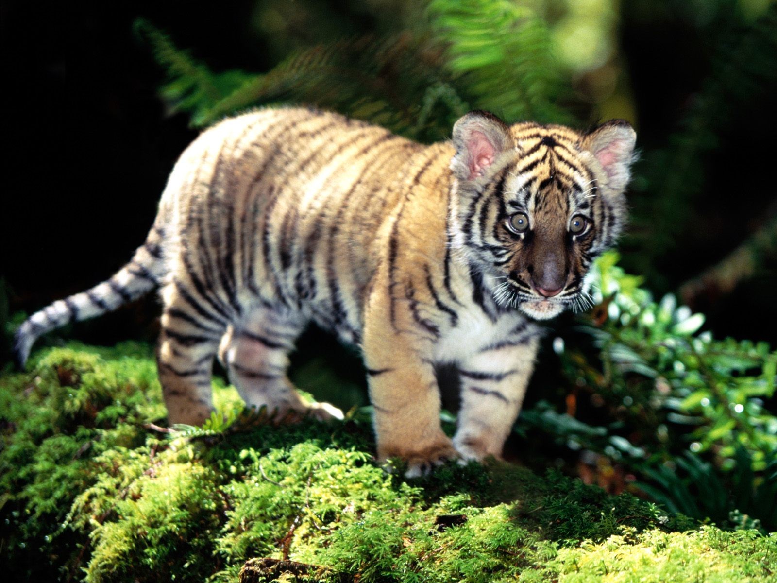 Free download wallpaper Tiger, Animal on your PC desktop