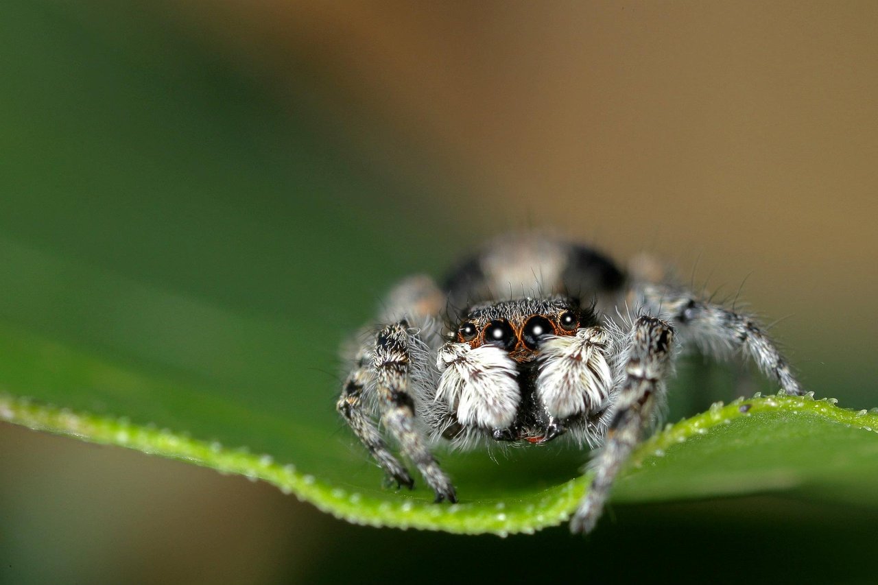 1475057 descargar imagen animales, araña, araña saltadora: fondos de pantalla y protectores de pantalla gratis