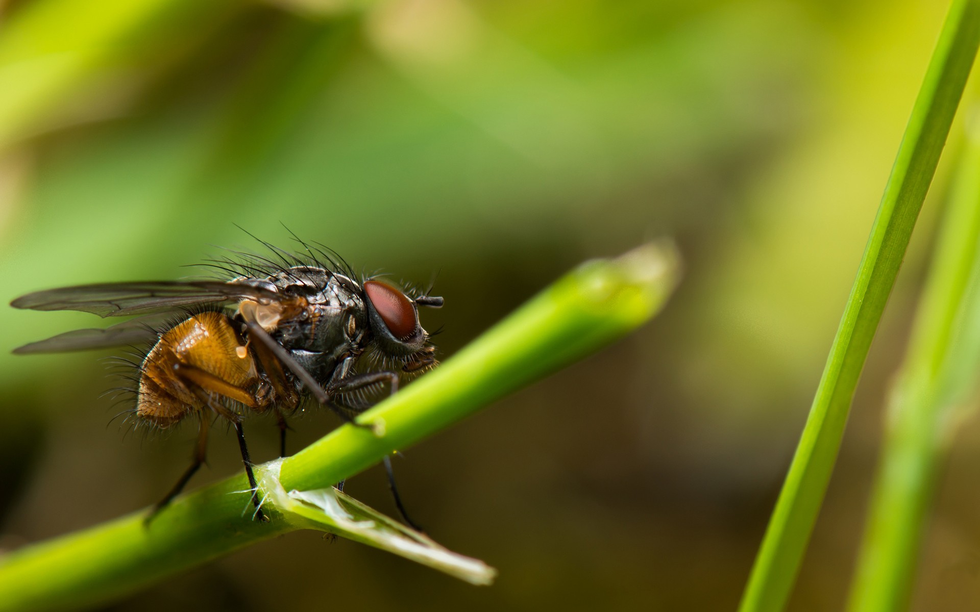 Free download wallpaper Animal, Fly on your PC desktop