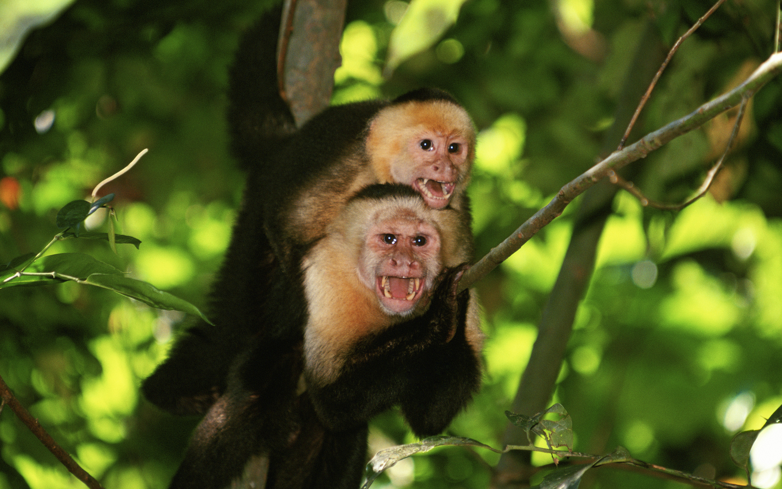 Baixe gratuitamente a imagem Animais, Macacos, Macaco na área de trabalho do seu PC