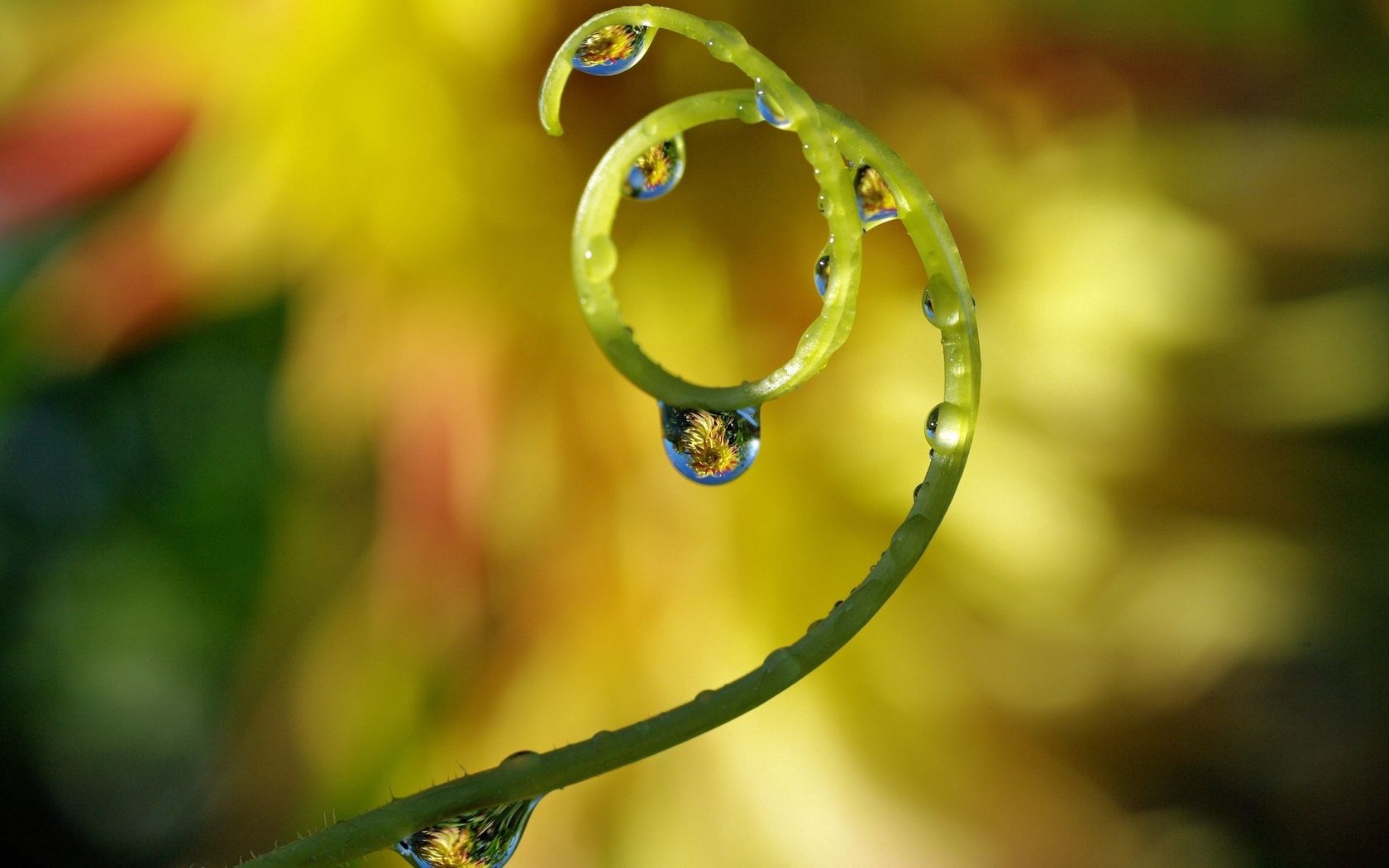 Download mobile wallpaper Drops, Macro, Spiral, Plant for free.