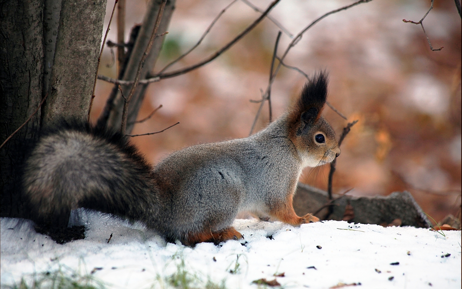 Laden Sie das Eichhörnchen, Tiere-Bild kostenlos auf Ihren PC-Desktop herunter