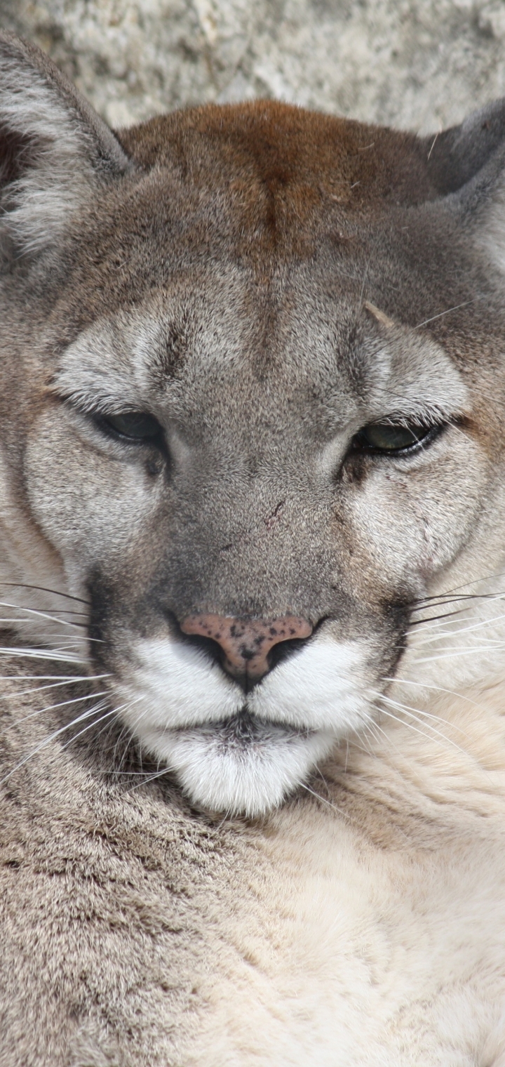 Descarga gratuita de fondo de pantalla para móvil de Animales, Gatos, Puma.