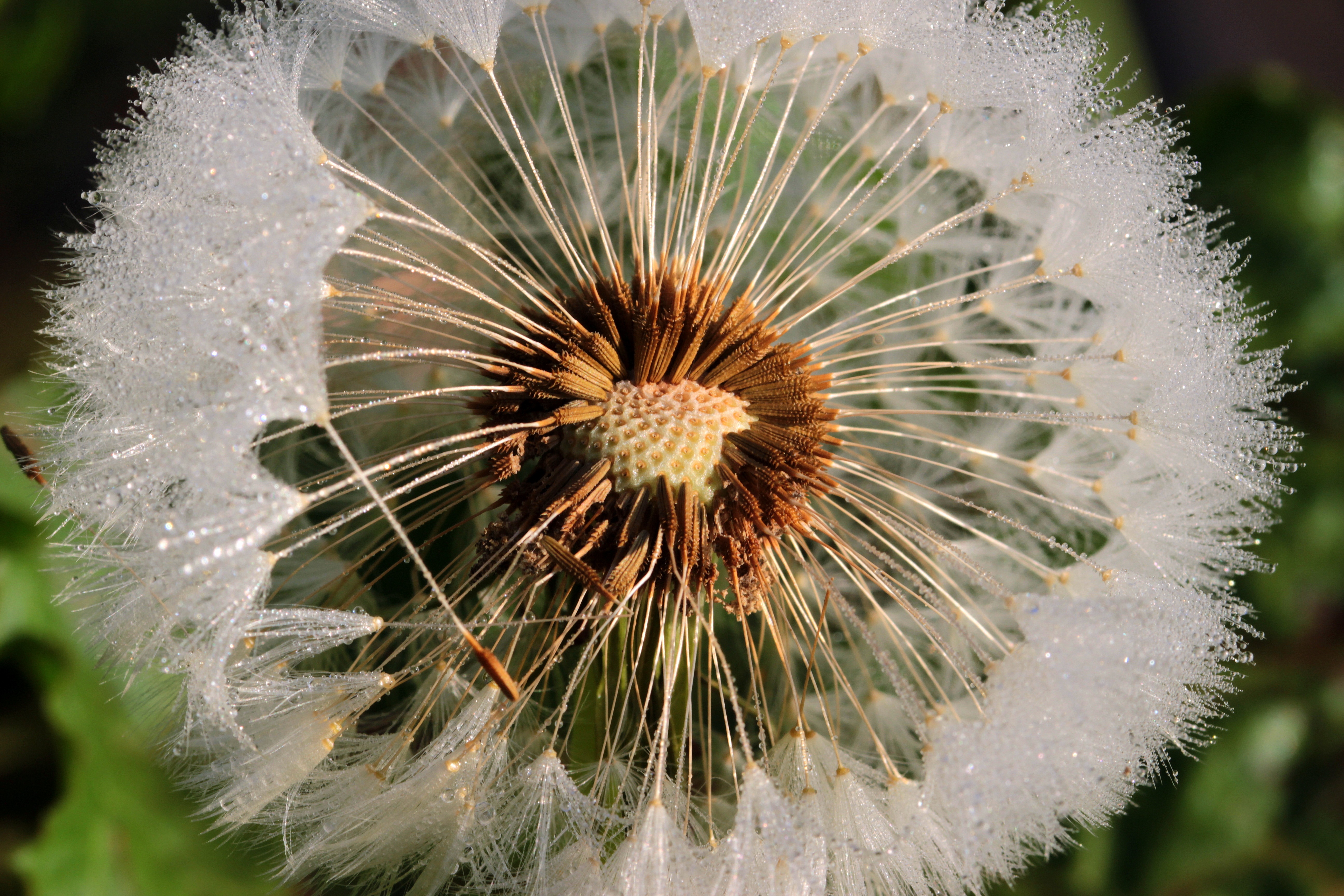 Download mobile wallpaper Close Up, Earth, Dandelion for free.